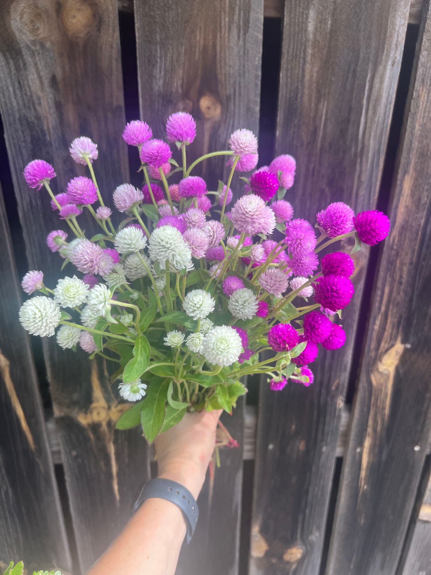 GOMPHRENA globosa QIS