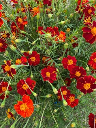 TAGETES linnaeus Burning Embers