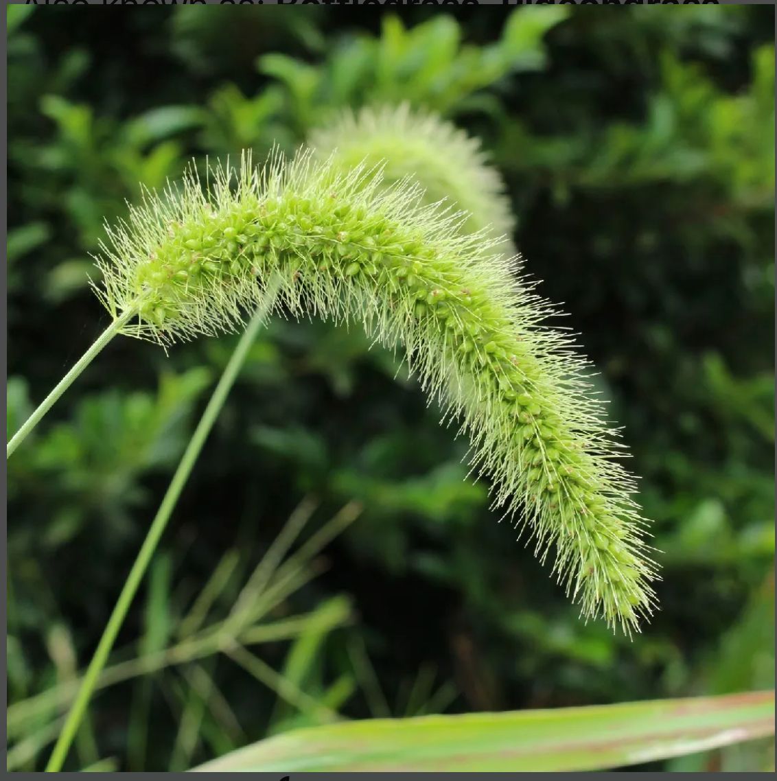 SETARIA viridis