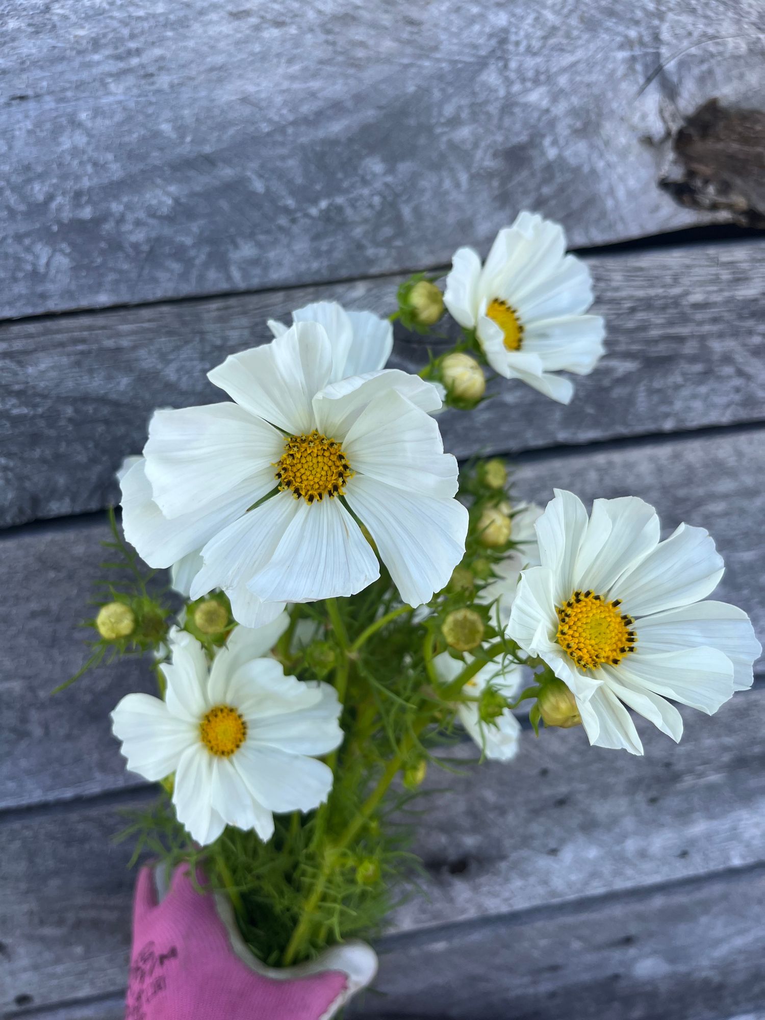 COSMOS bipinnatus Afternoon White