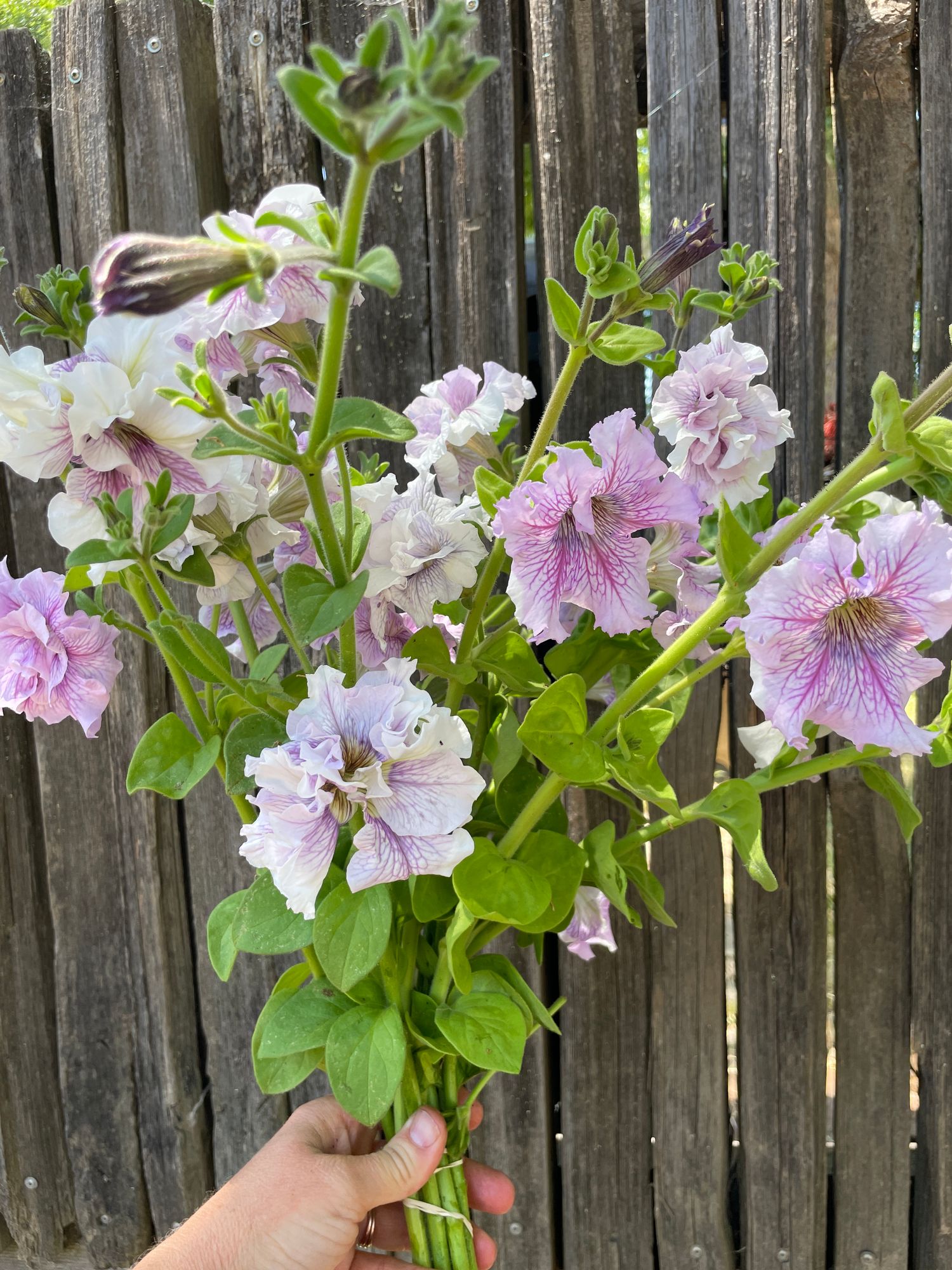 PETUNIA grandiflora Doppio Allegretta