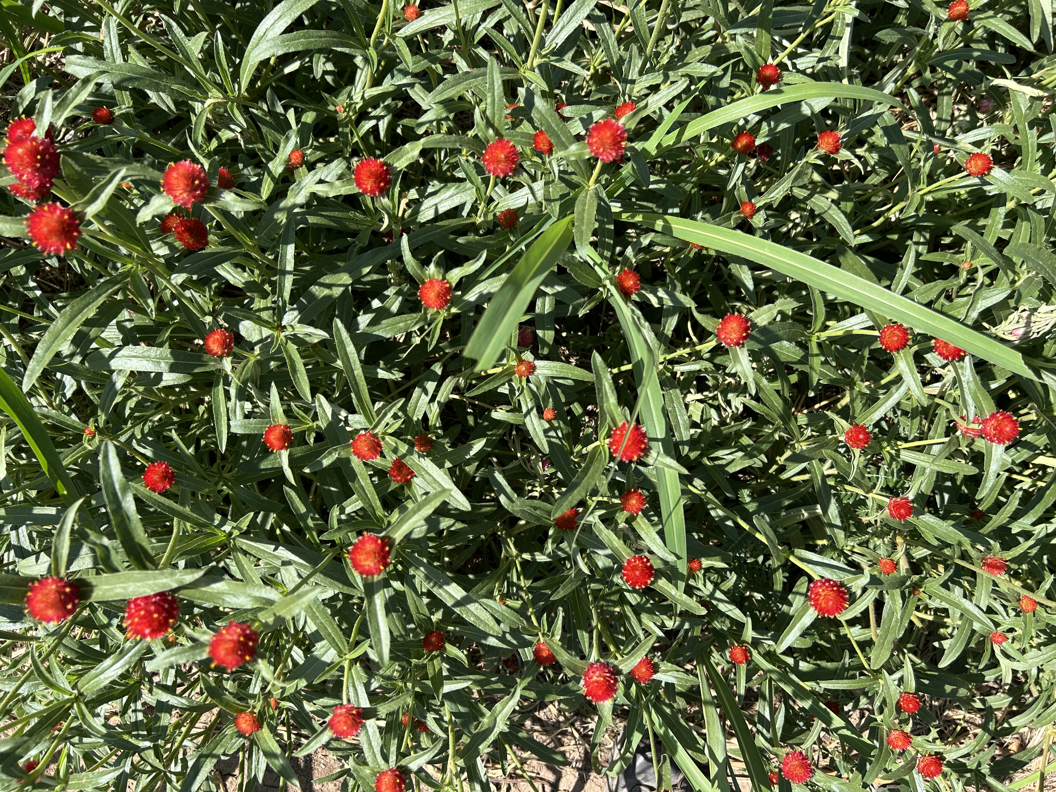 GOMPHRENA haageana Strawberry Fields