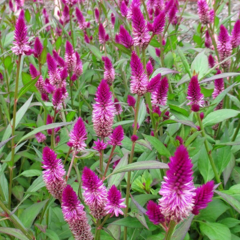 CELOSIA argentea spicata Ruby Parfait