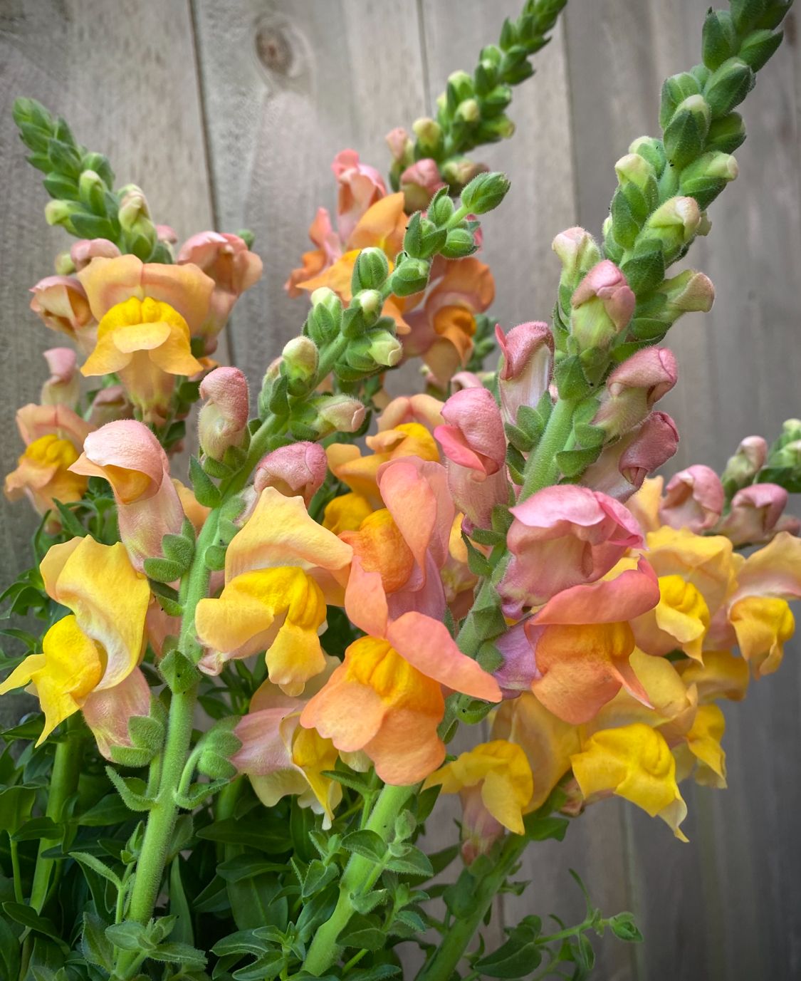 ANTIRRHINUM majus Cannes Light Bronze