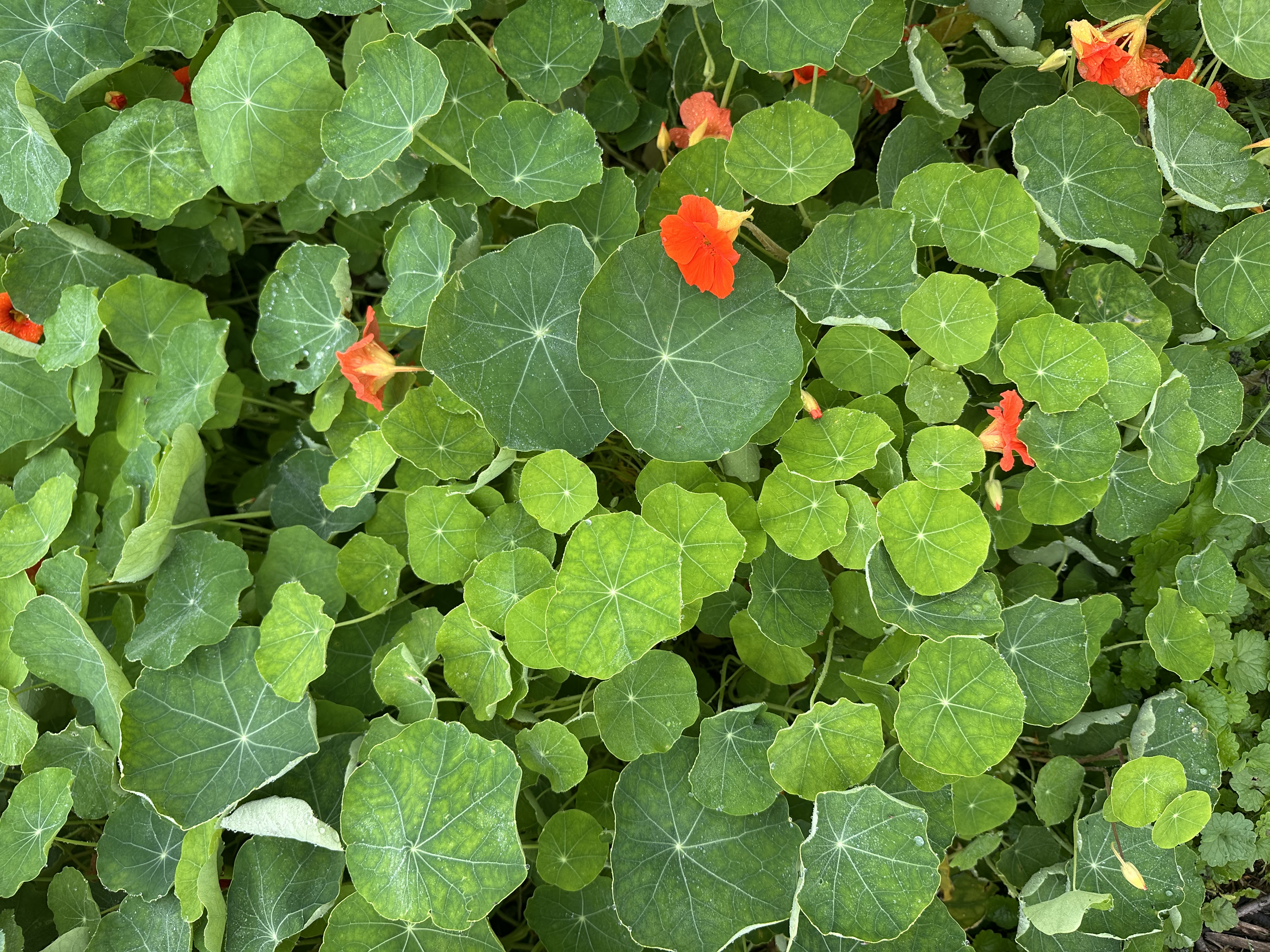 NASTURTIUM officinale