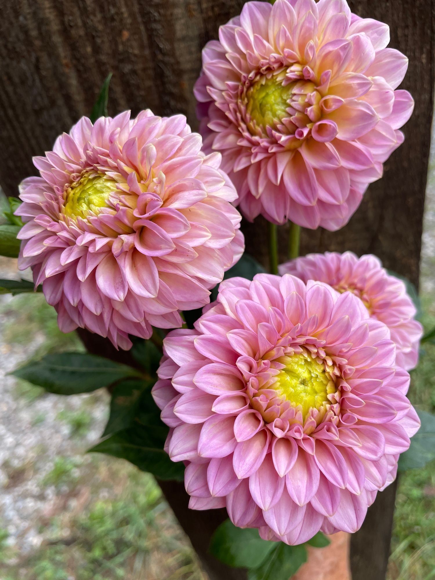 DAHLIA Rock Run Ashley