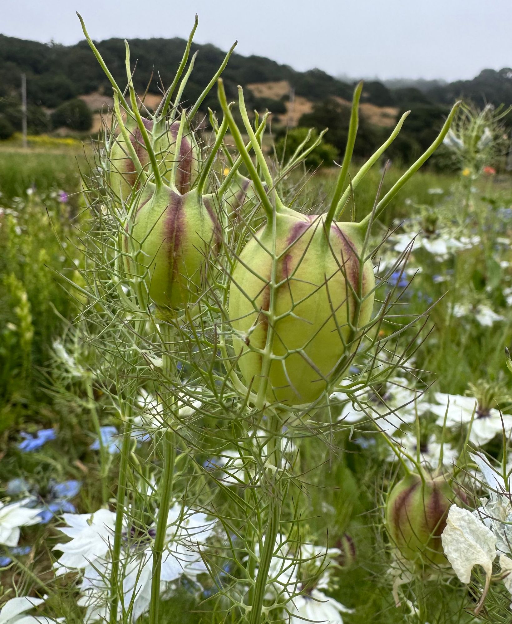 NIGELLA damascena Miss Jekyll