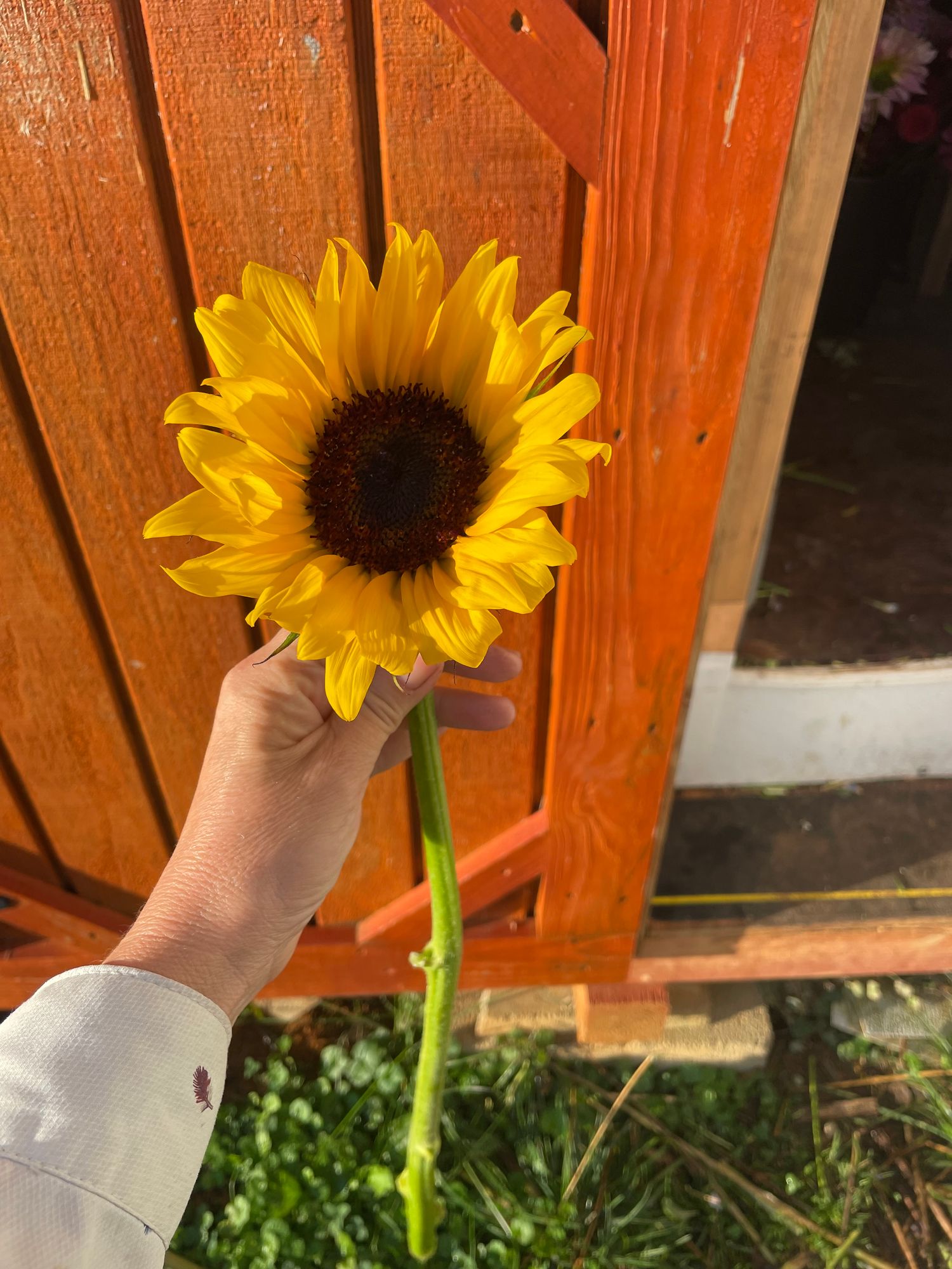 HELIANTHUS annuus ProCut Peach