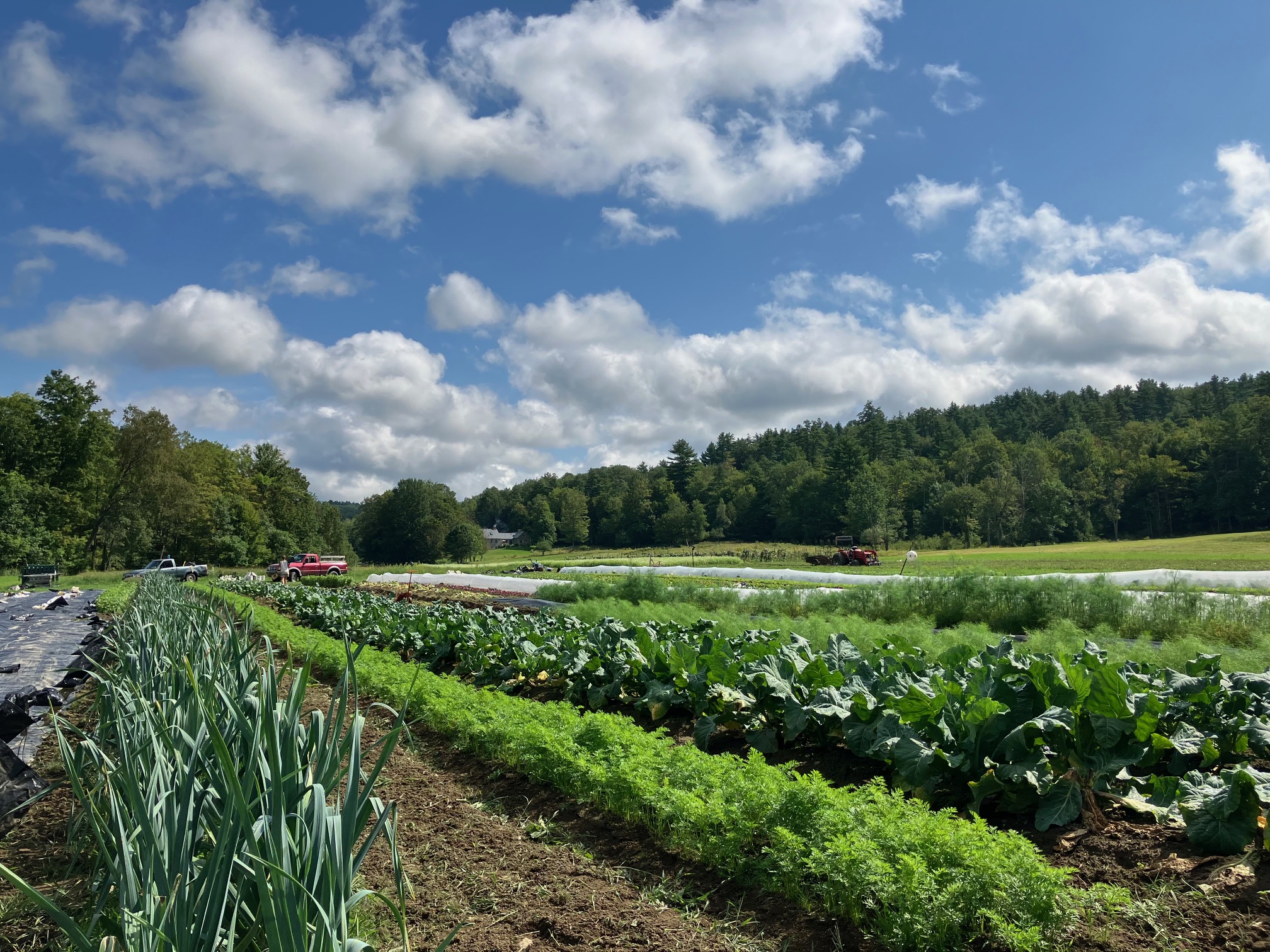 Mink Meadow Farm Banner