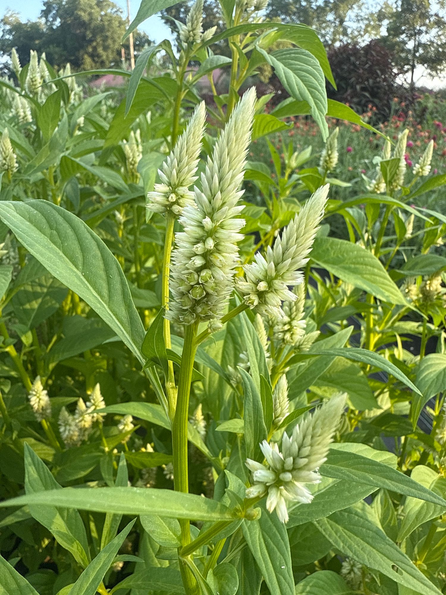 CELOSIA argentea spicata Celway White