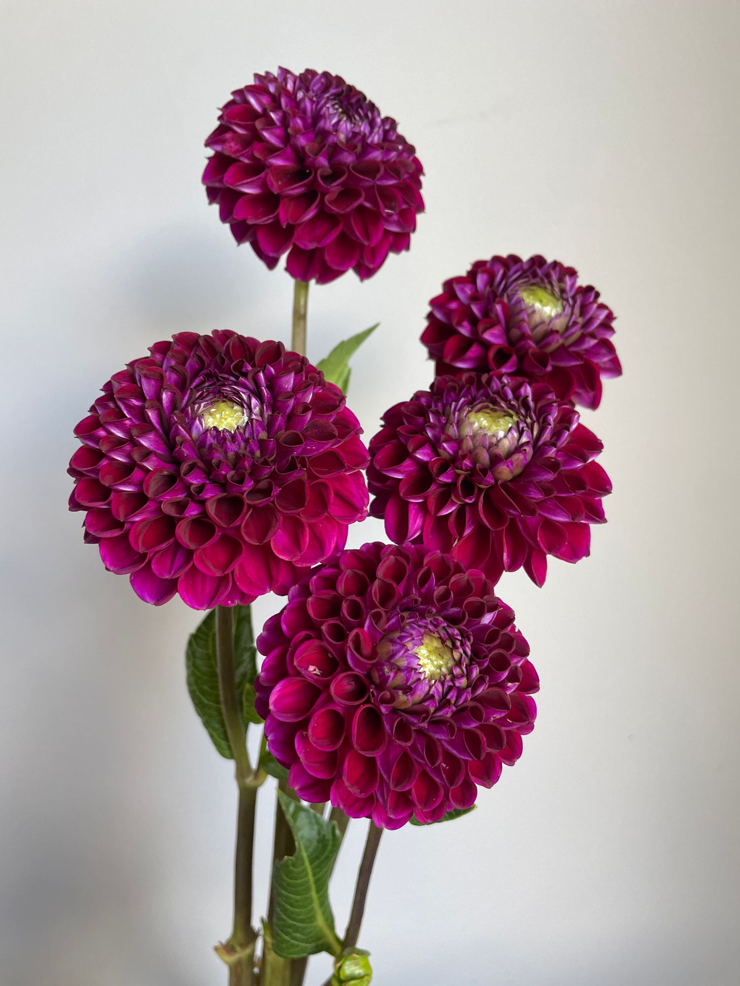 DAHLIA Ivanetti