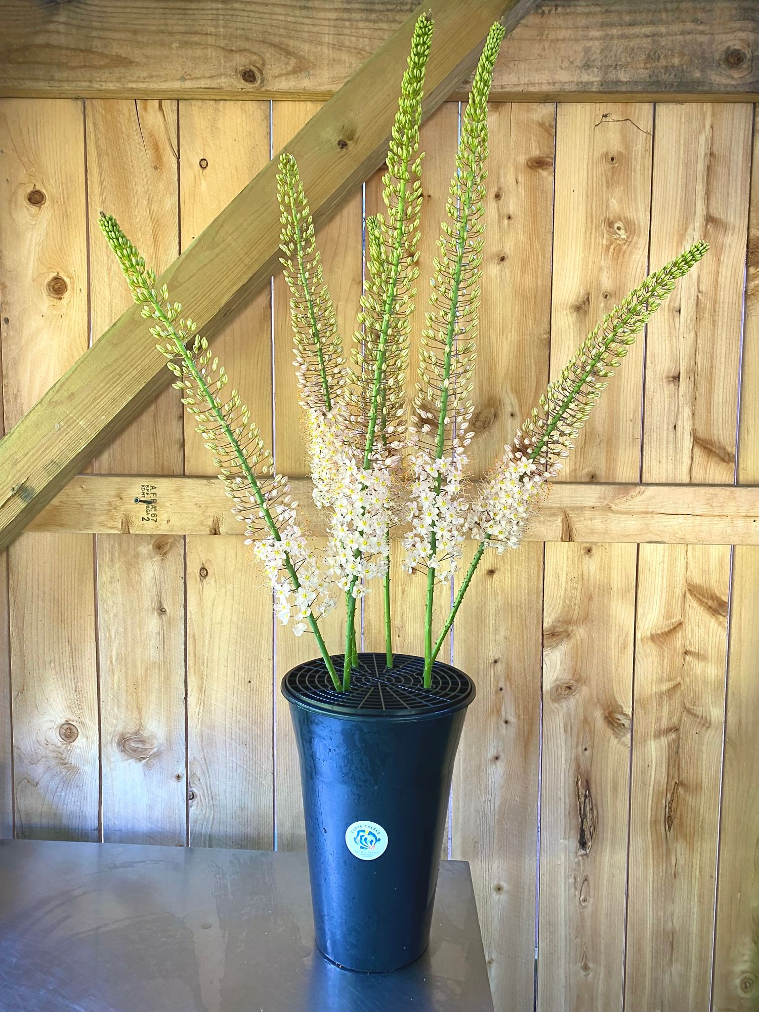 EREMURUS aitchisonii