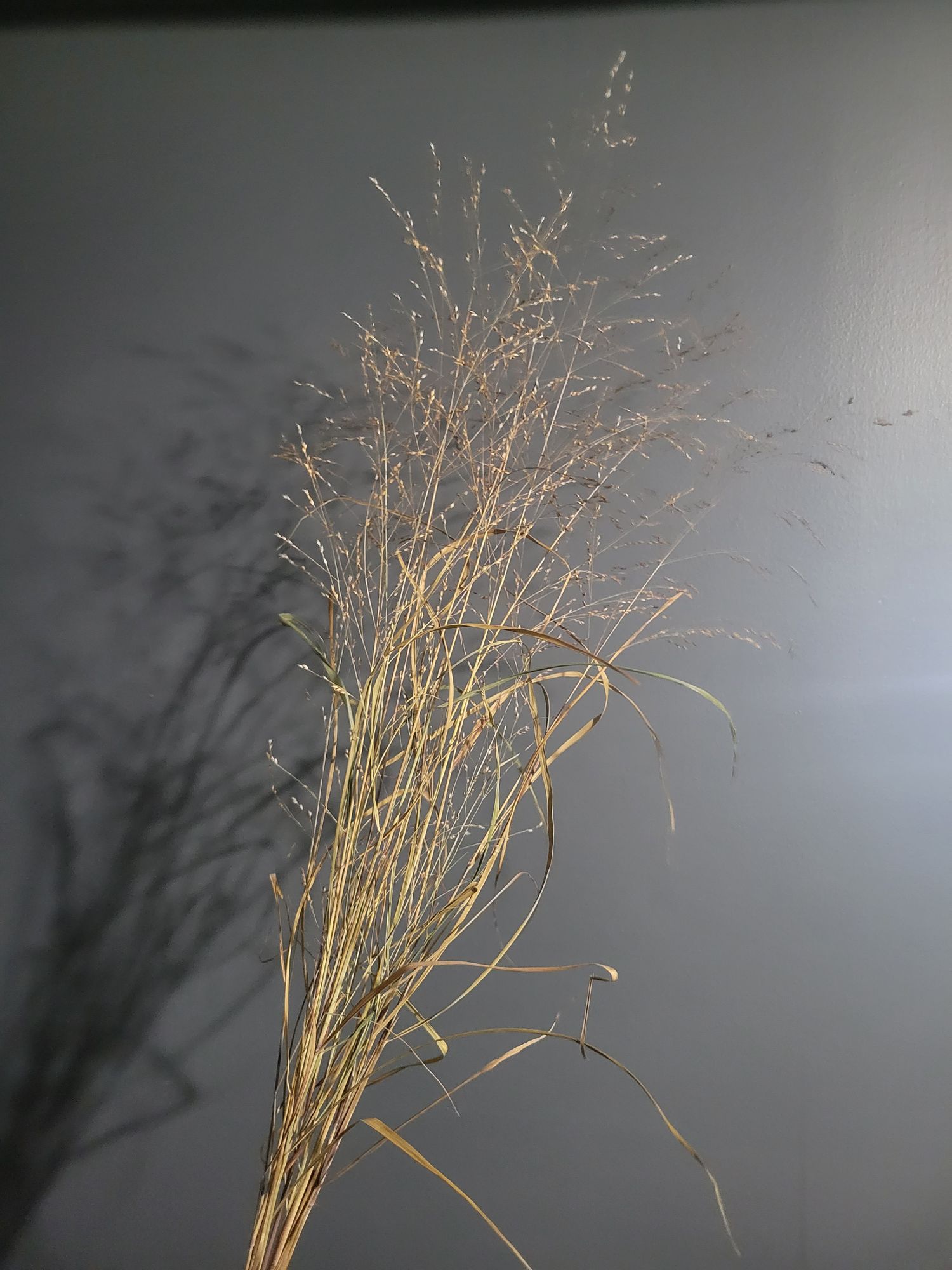 ORNAMENTAL GRASS