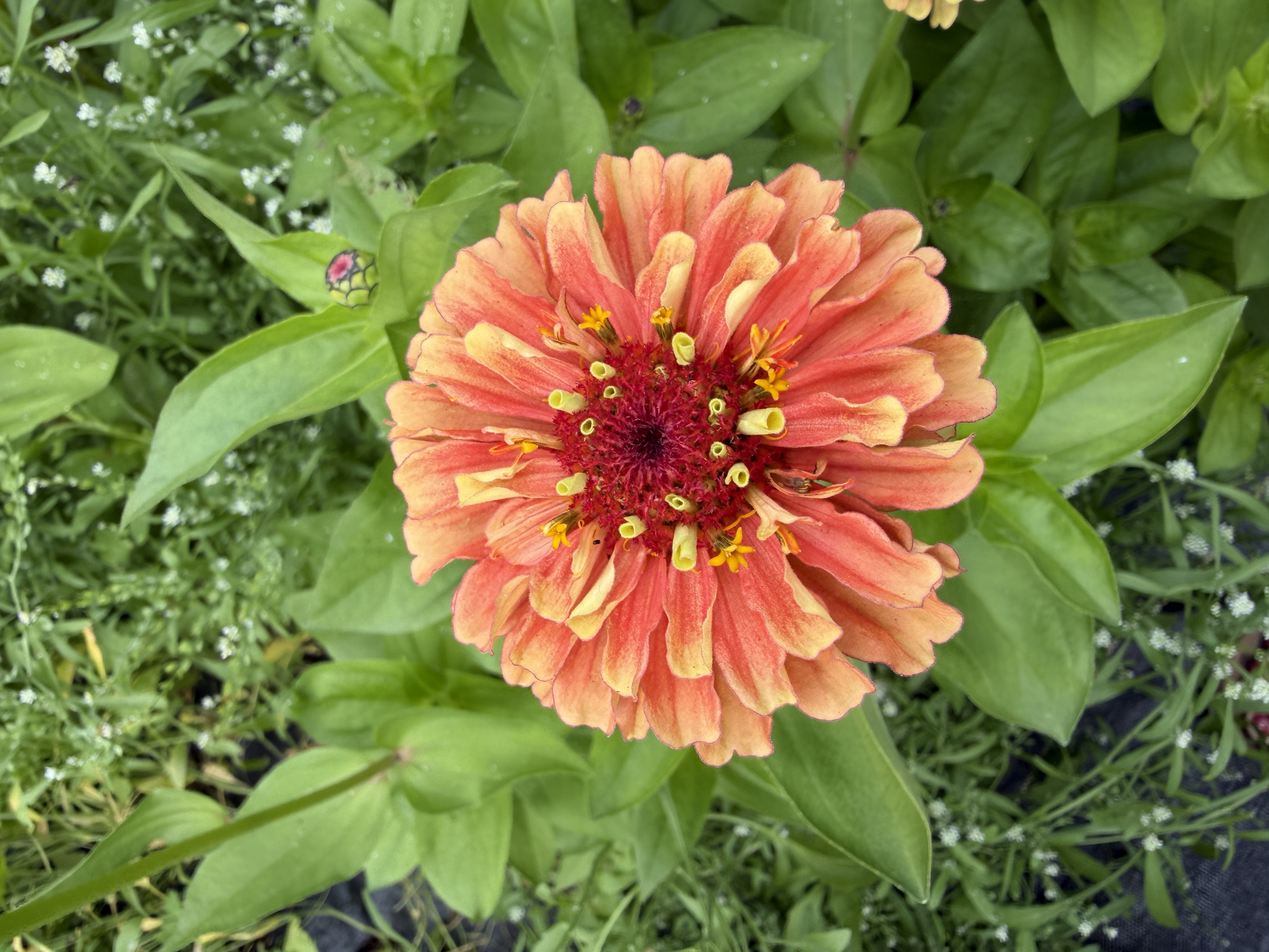 ZINNIA elegans Queeny Series