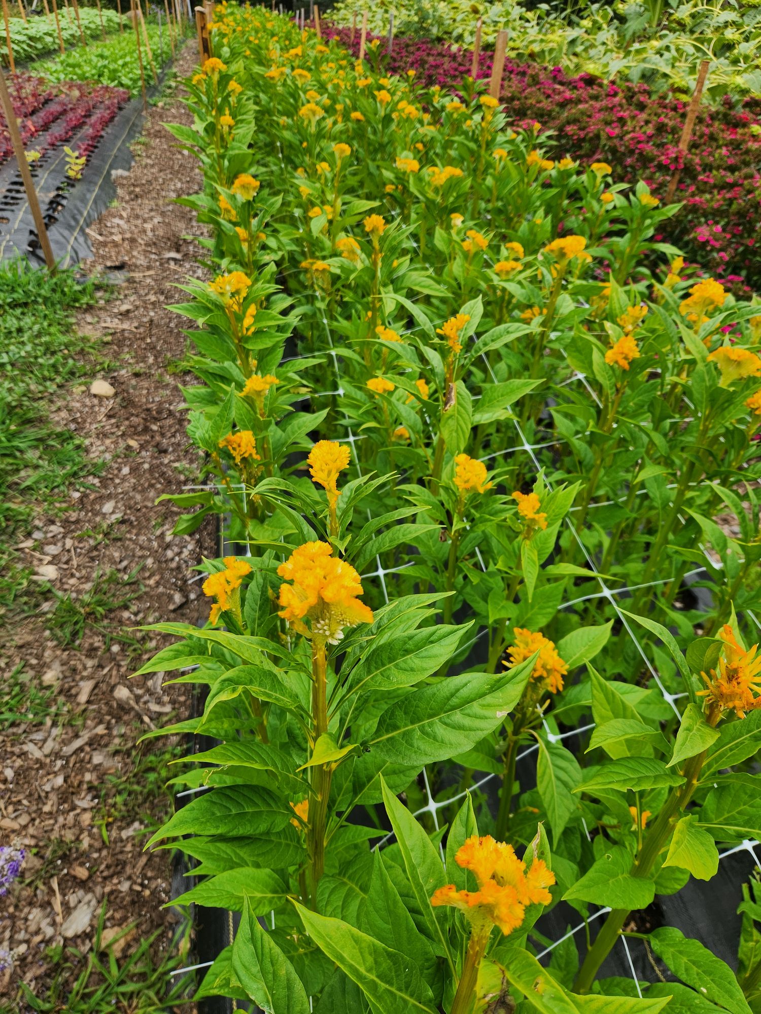 CELOSIA argentea var. cristata