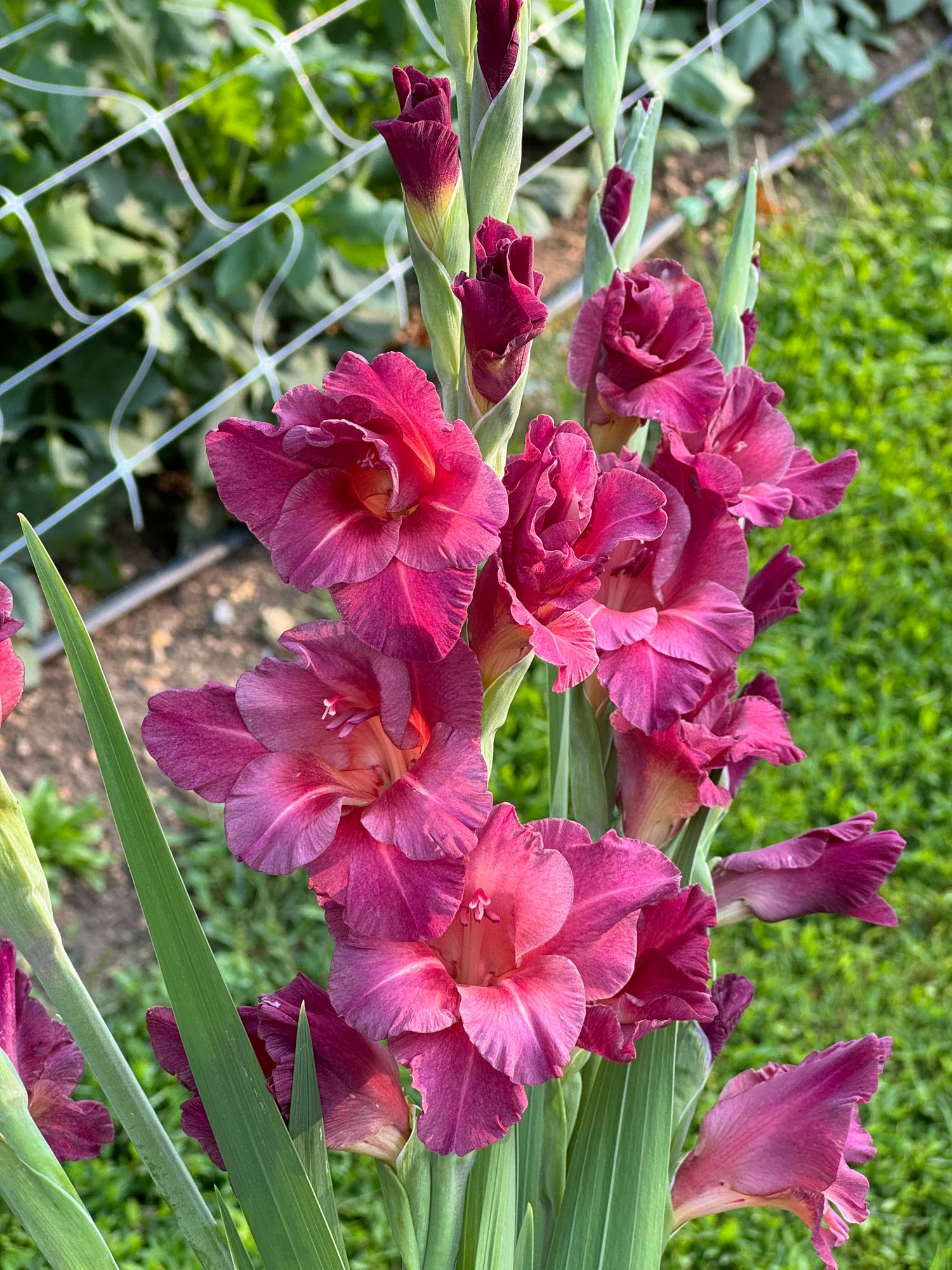 GLADIOLUS