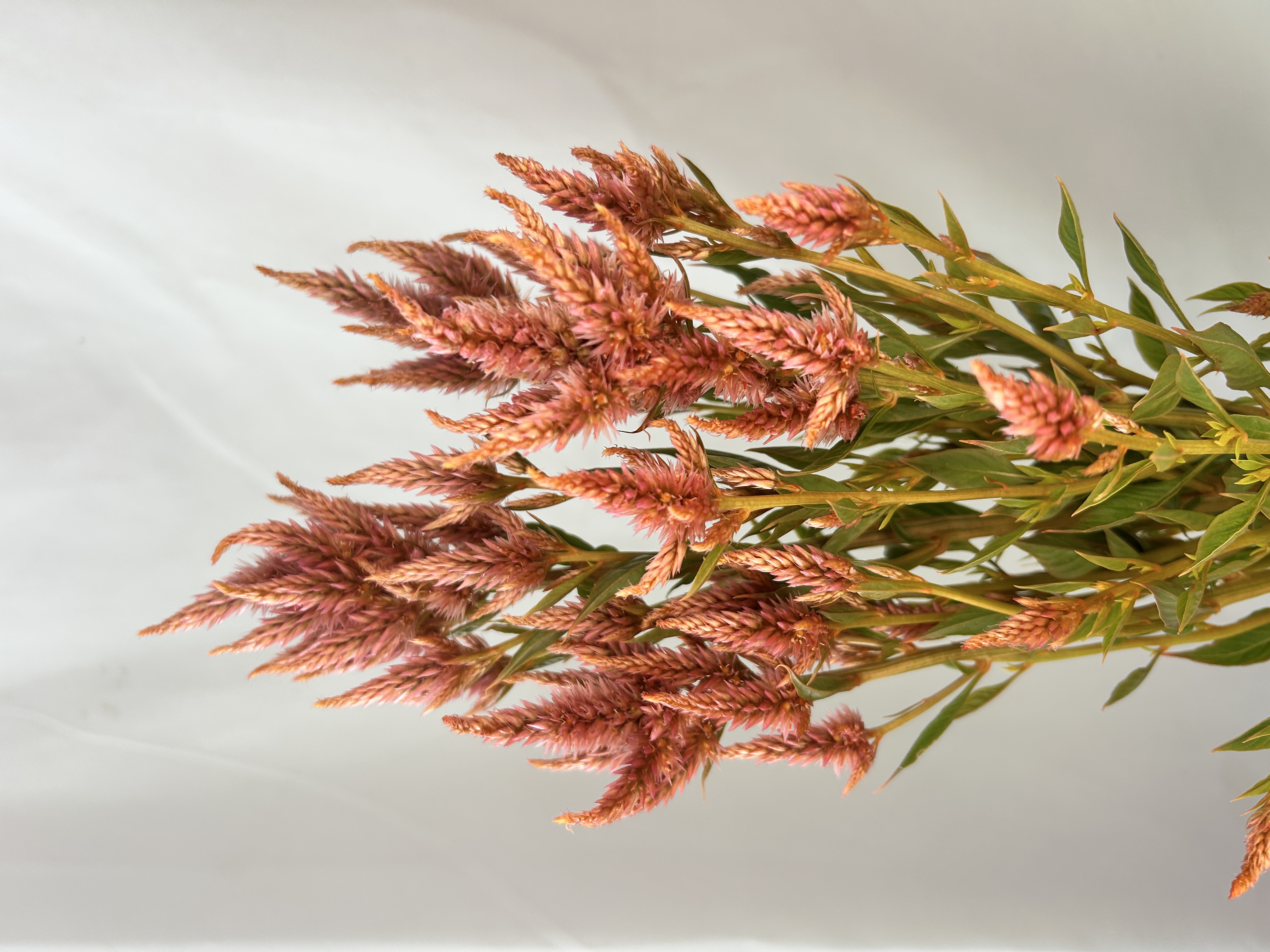 CELOSIA argentea spicata Celway Terracotta