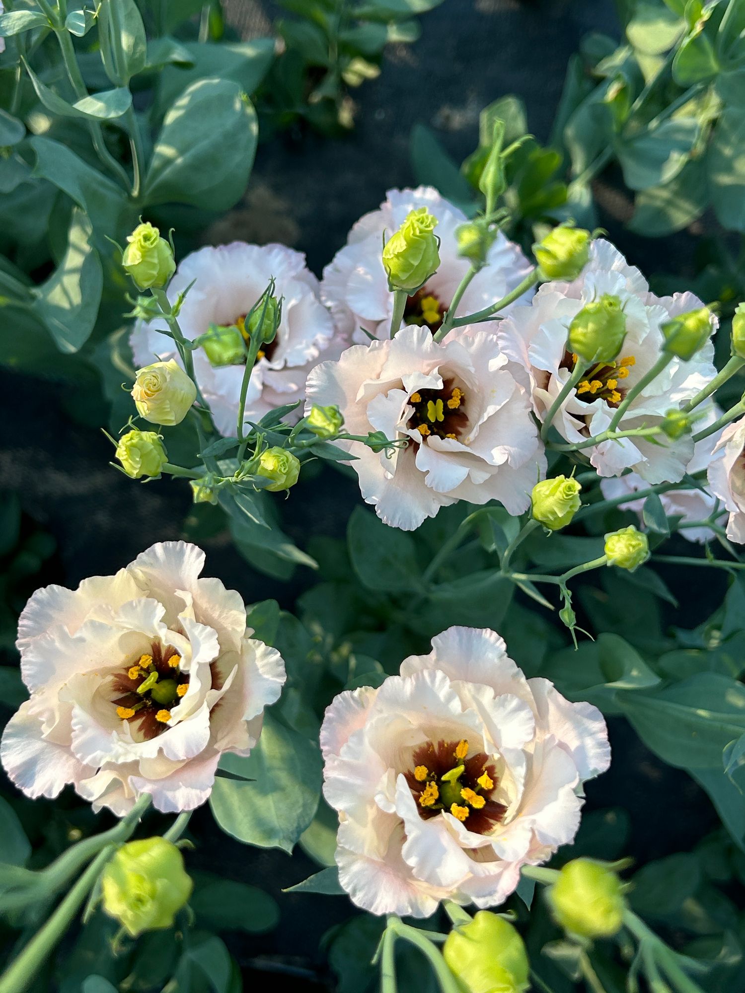 EUSTOMA grandiflorum Esprit