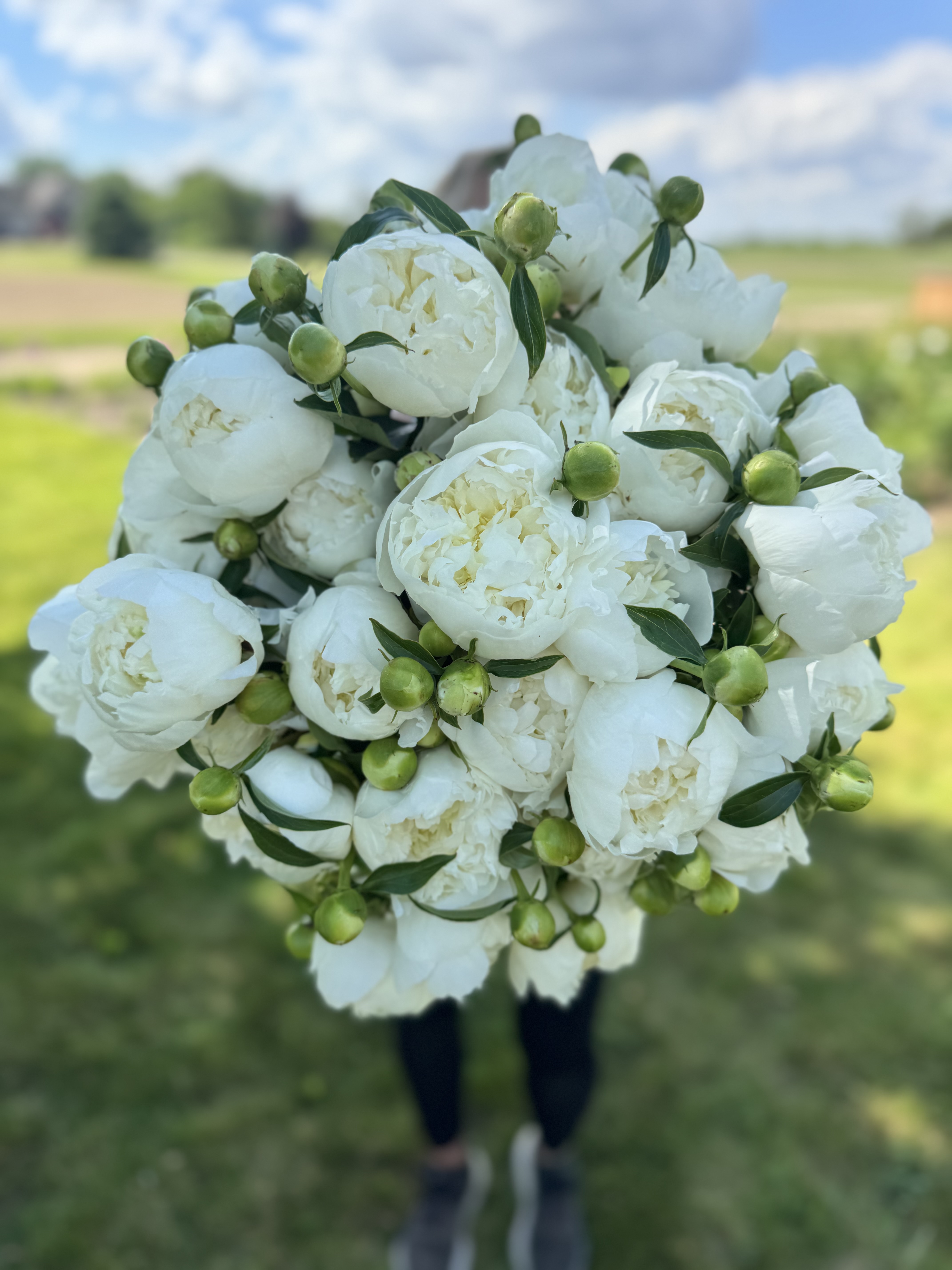 PAEONIA lactiflora Duchesse De Nemours