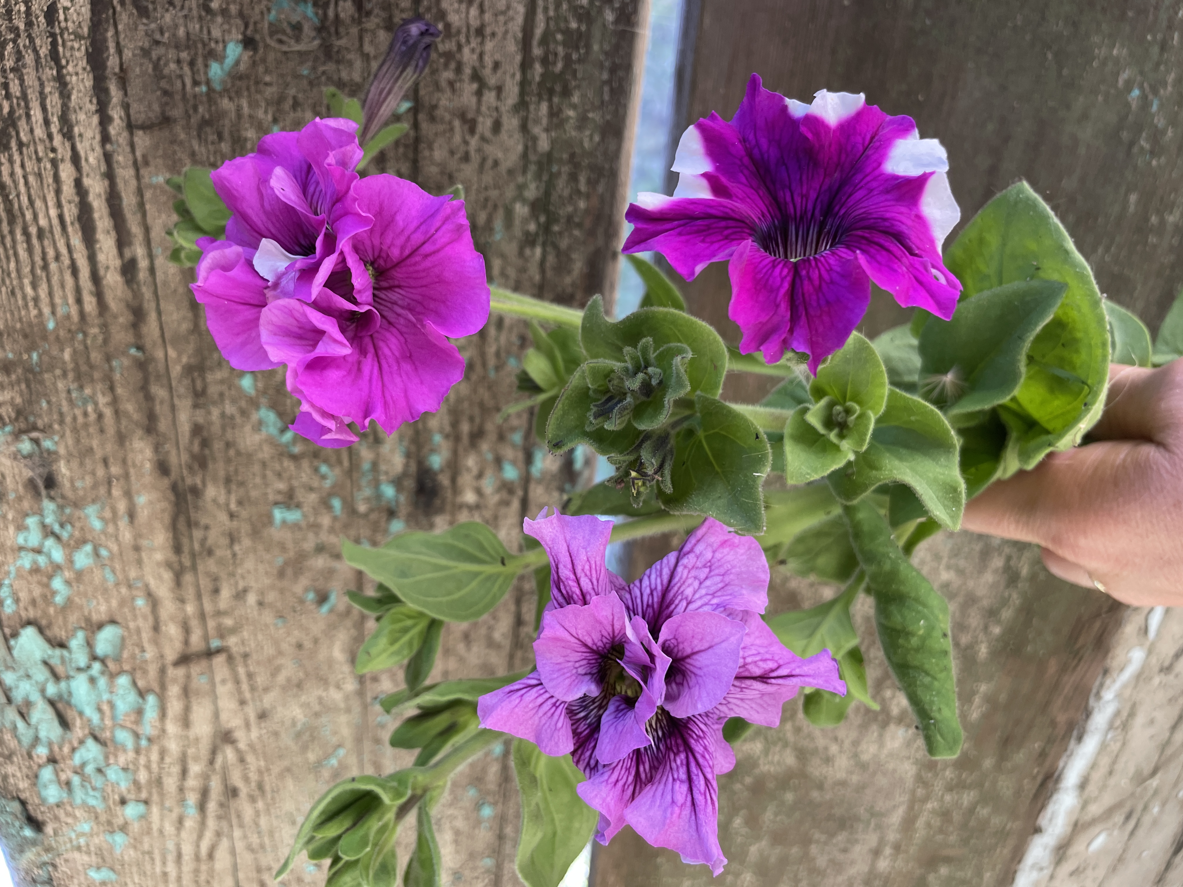 PETUNIA grandiflora Doppio Allegretta