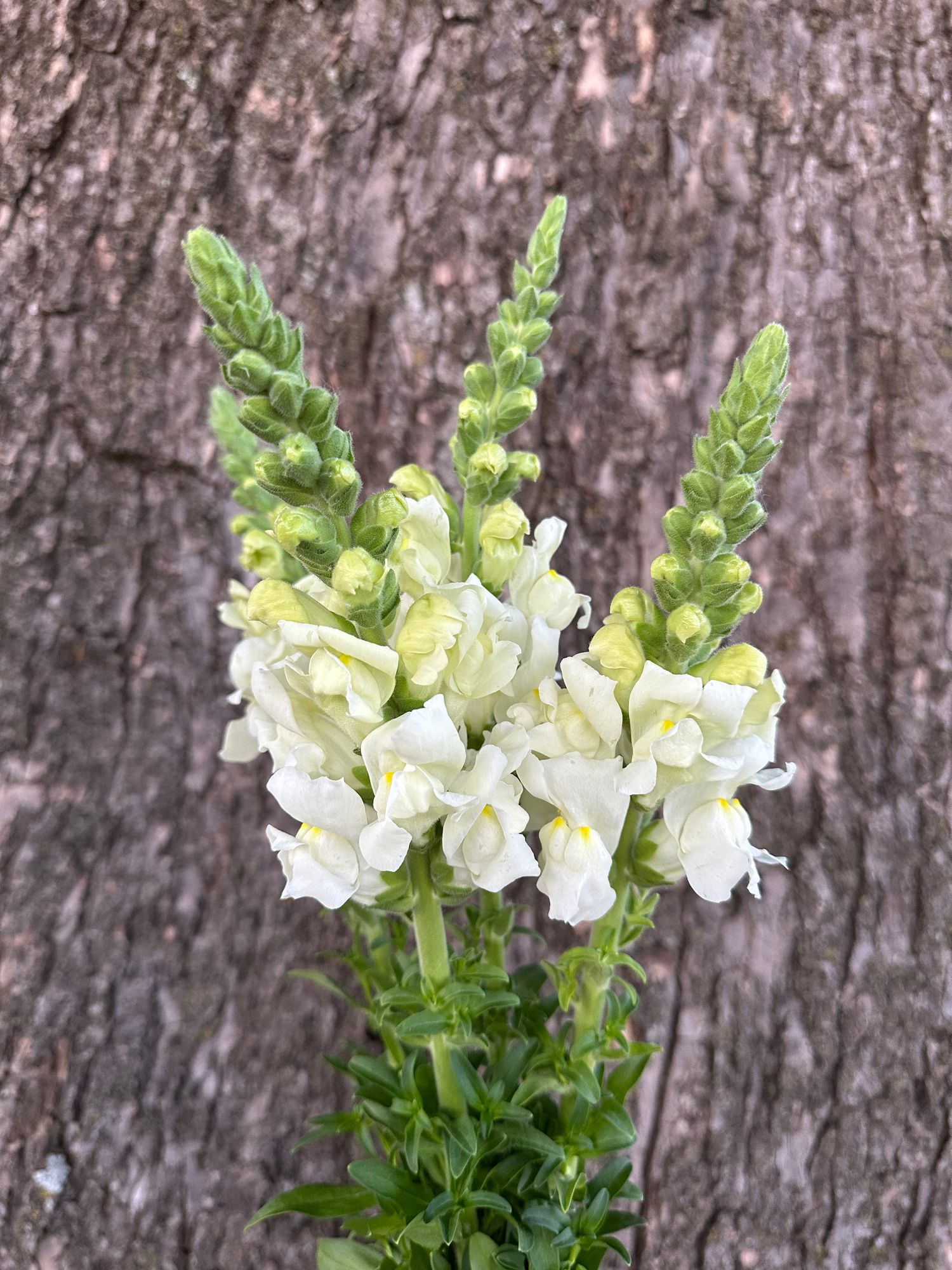 ANTIRRHINUM majus Potomac