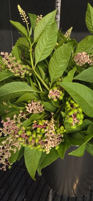 PHYTOLACCA americana