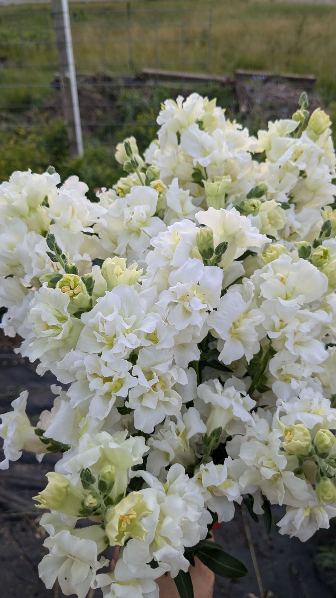 ANTIRRHINUM majus Madame Butterfly Ivory