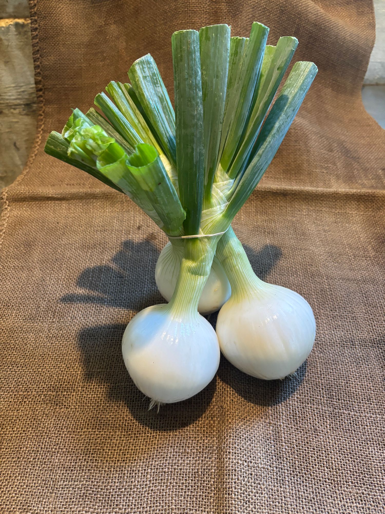 Onion, Fresh White