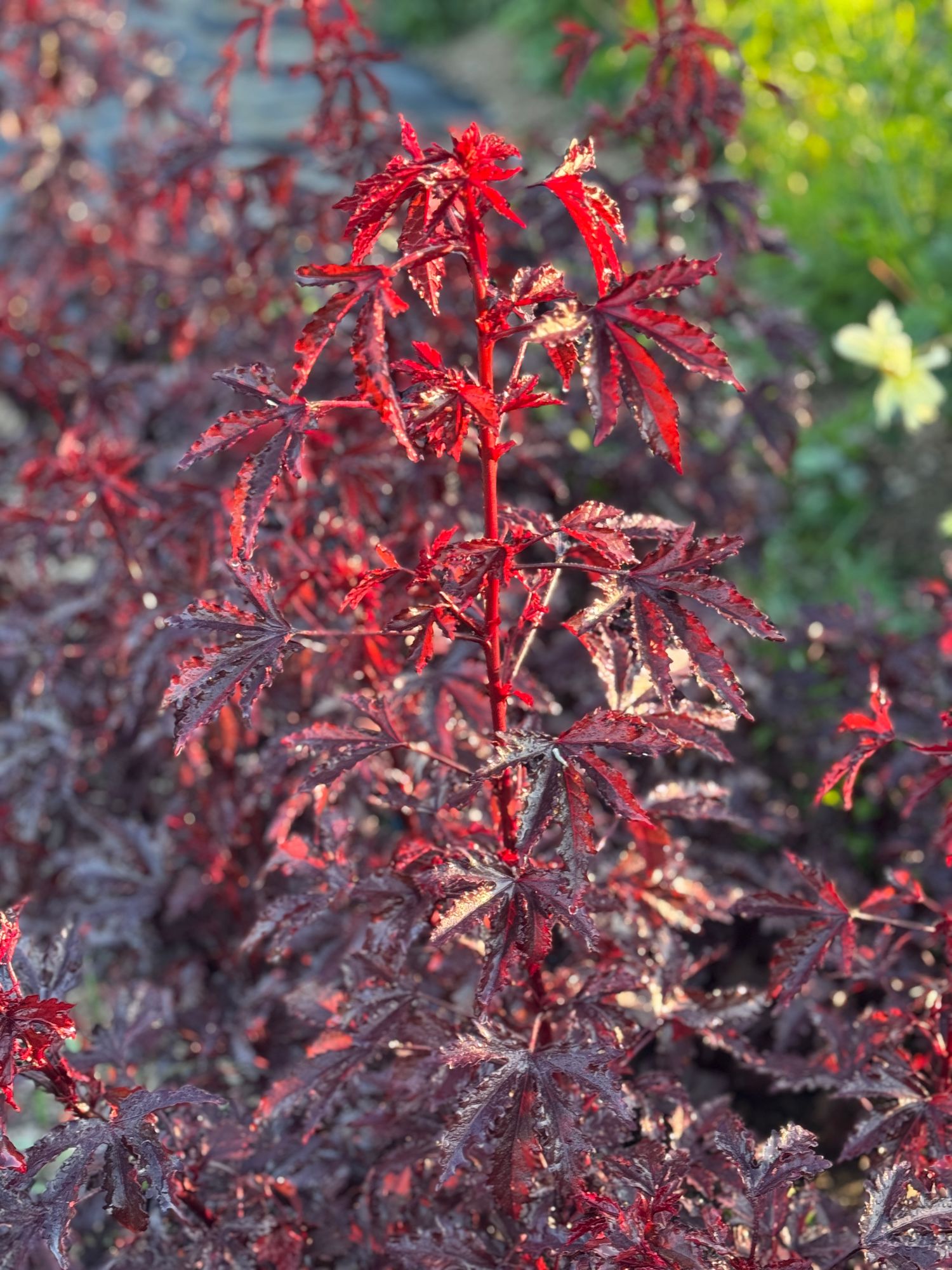 HIBISCUS acetosella