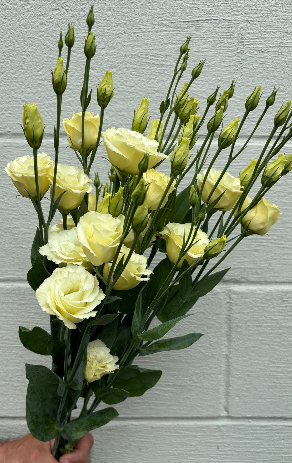 EUSTOMA grandiflorum