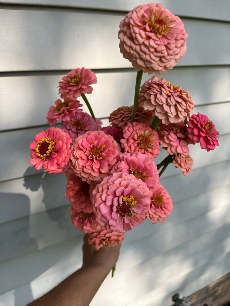 ZINNIA elegans Oklahoma Salmon