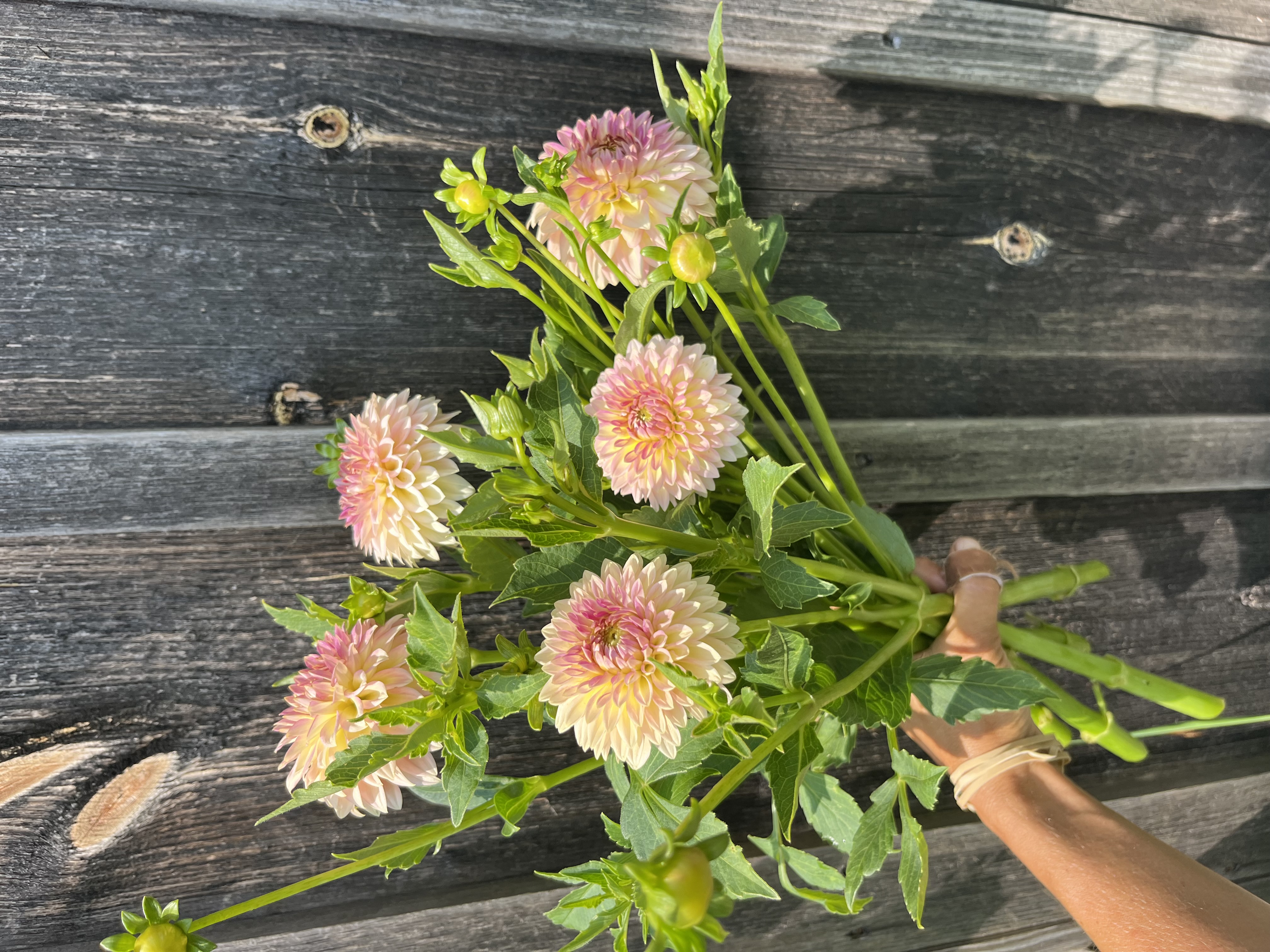 DAHLIA Oreti Adele