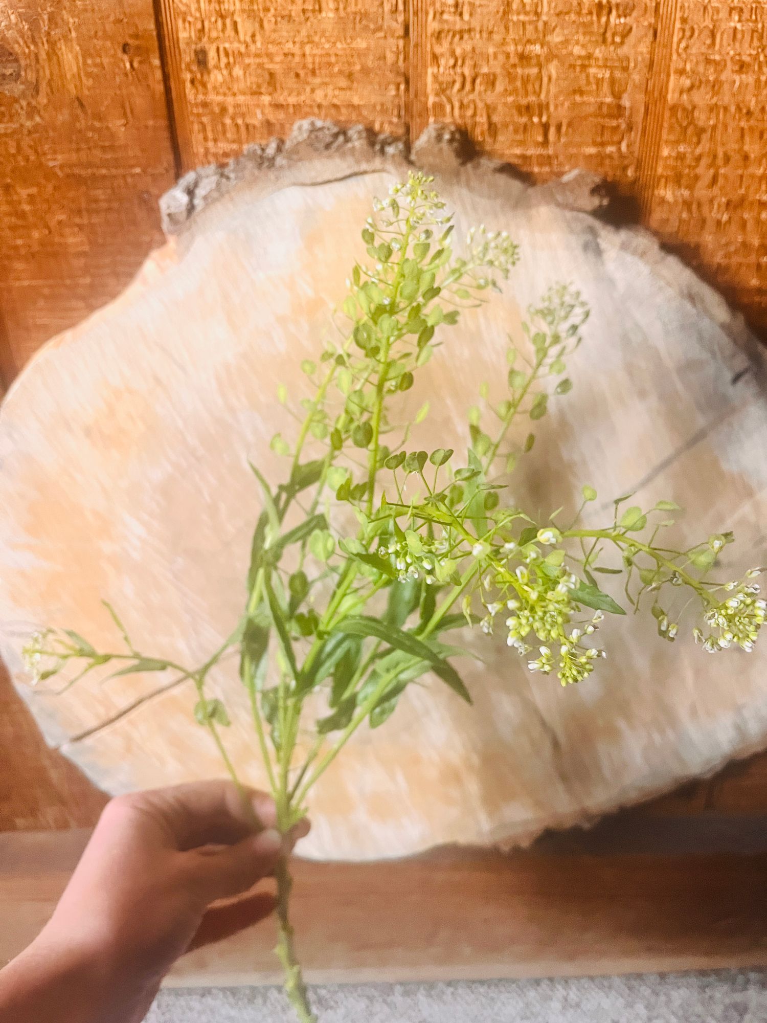 LEPIDIUM sativum