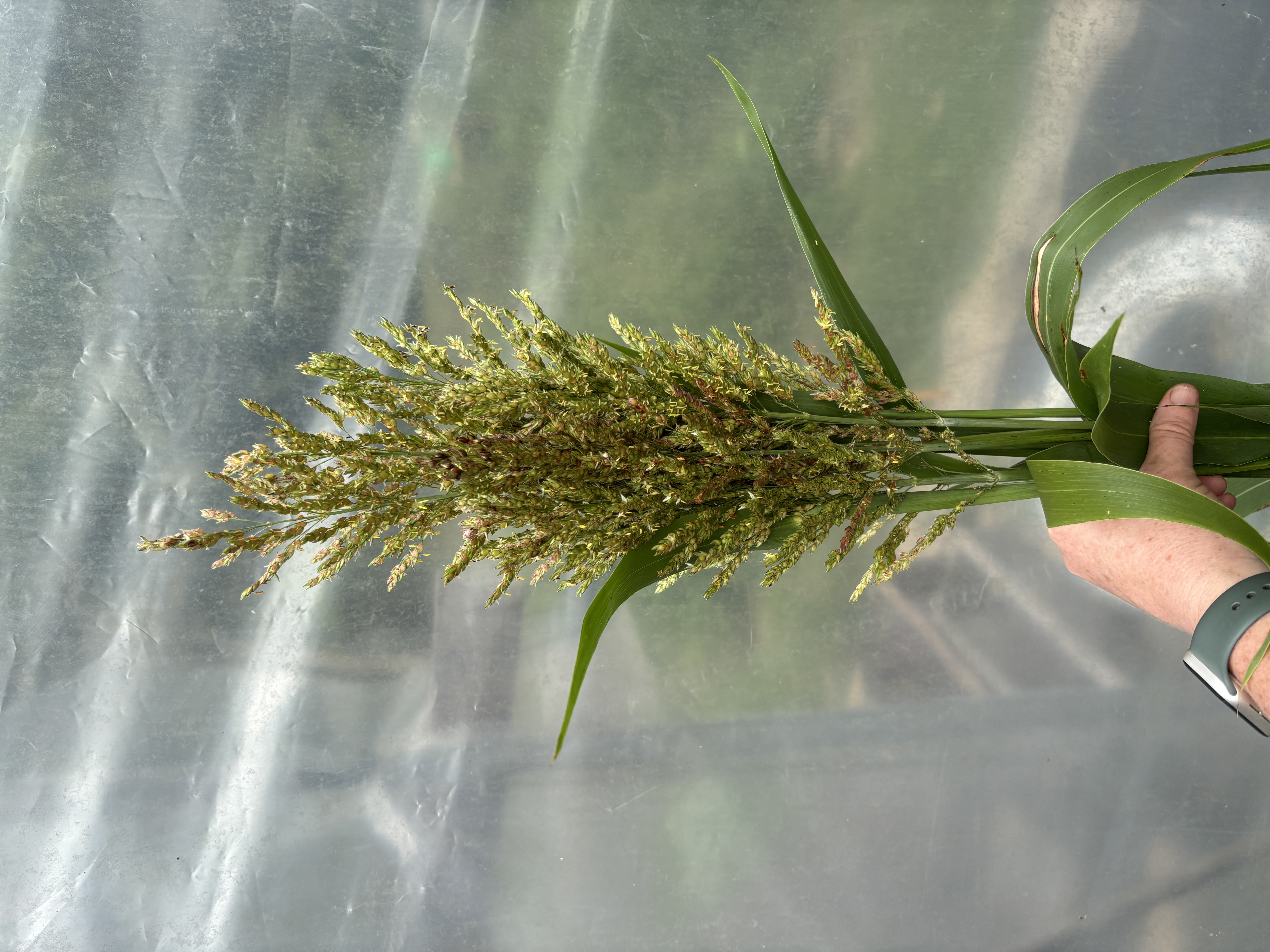 SORGHUM x drummondii