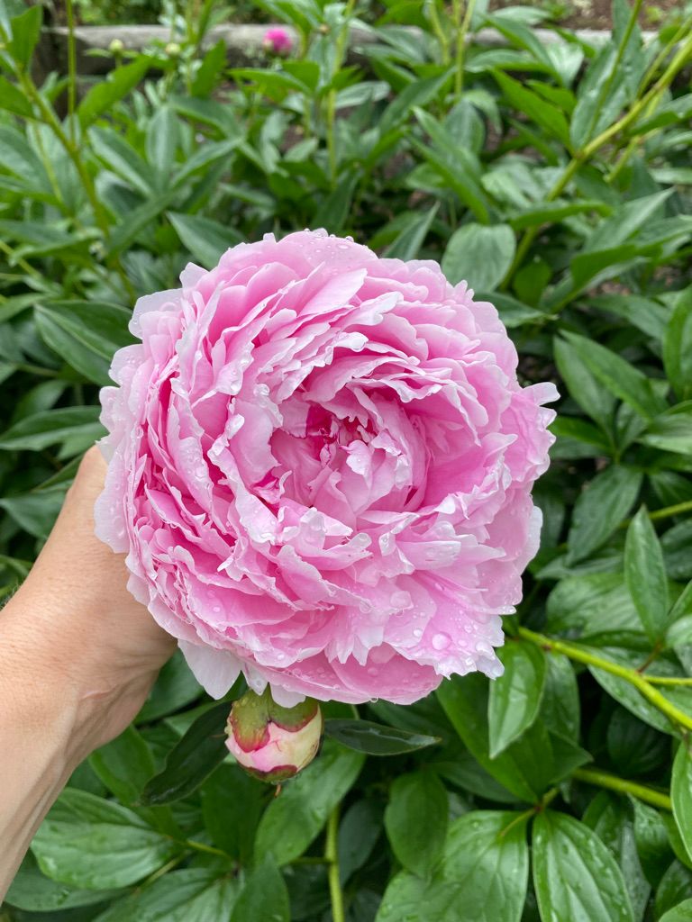 PAEONIA lactiflora Sarah Bernhardt