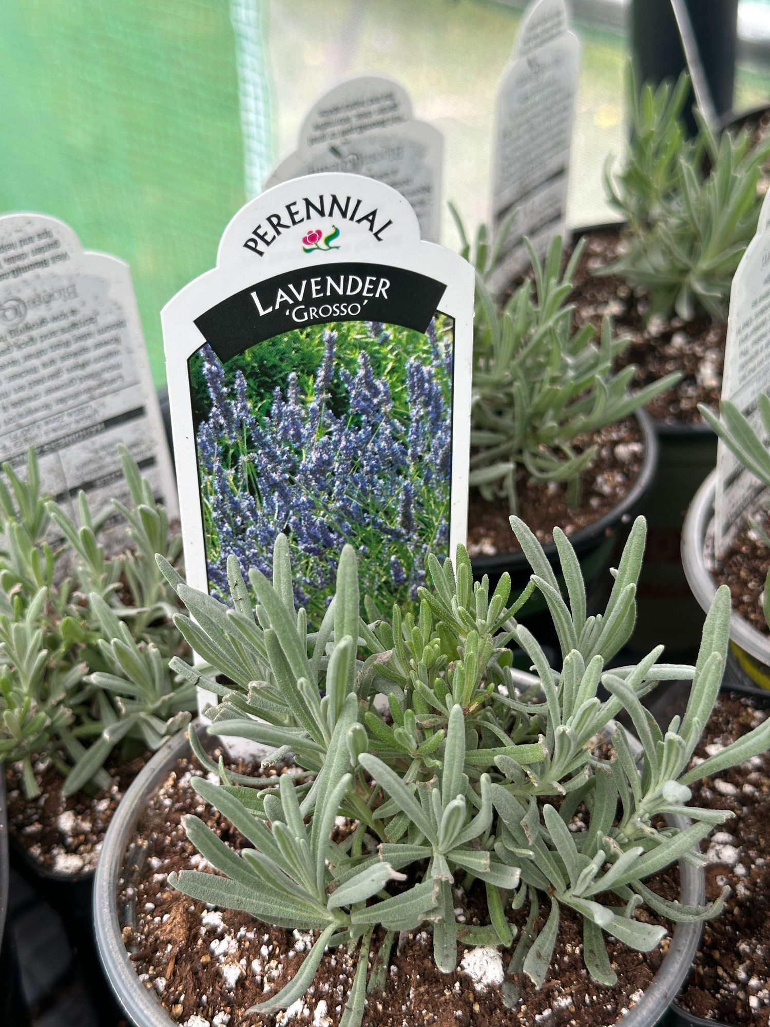 LAVANDULA INTER GROSSO (FRENCH)