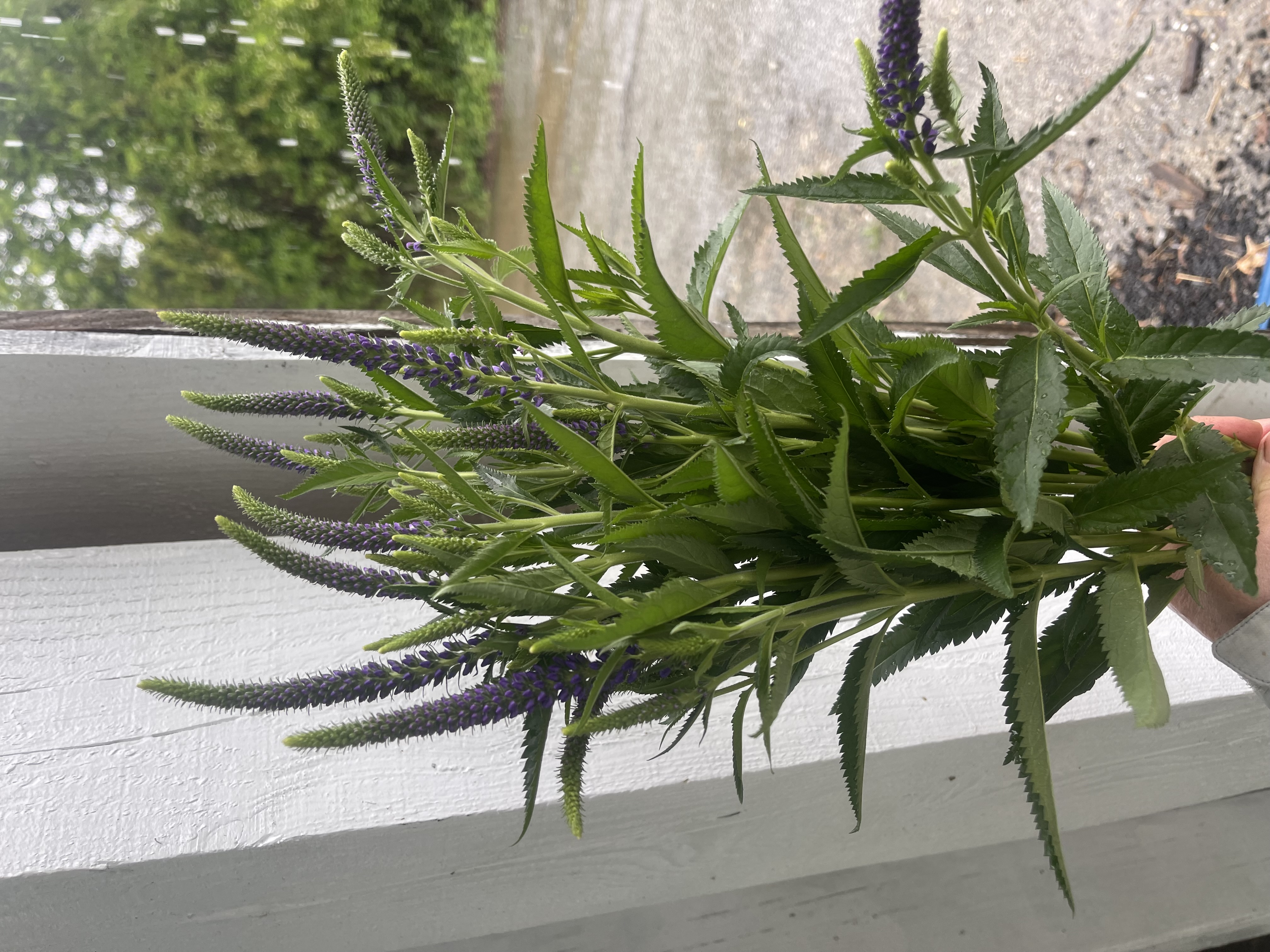 VERONICA longifolia