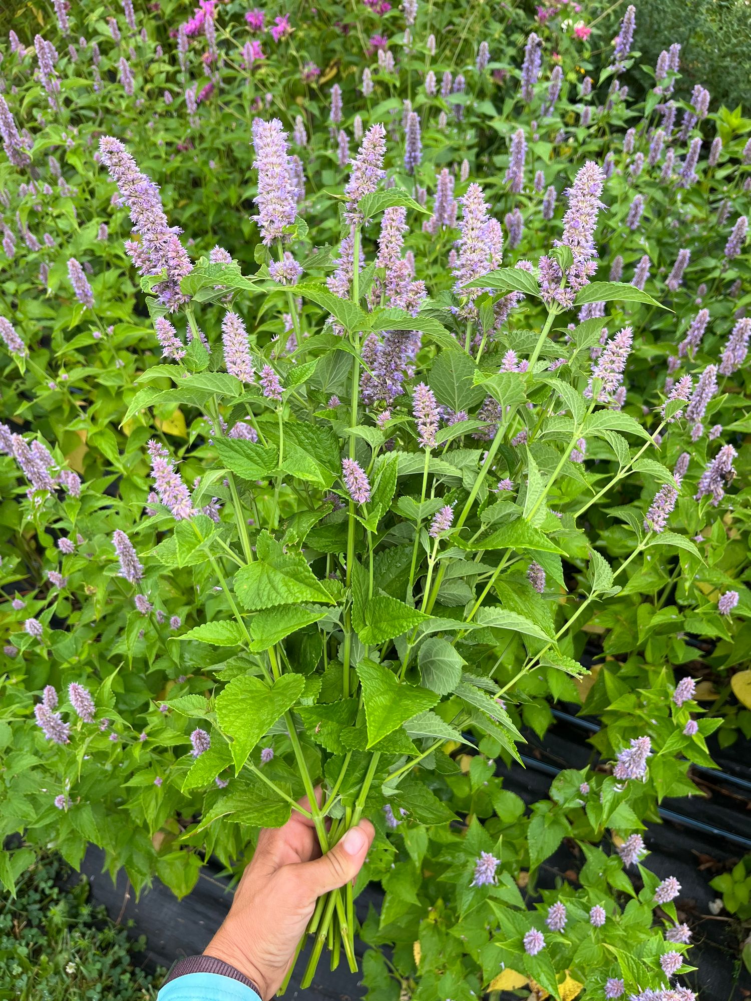 AGASTACHE foeniculum