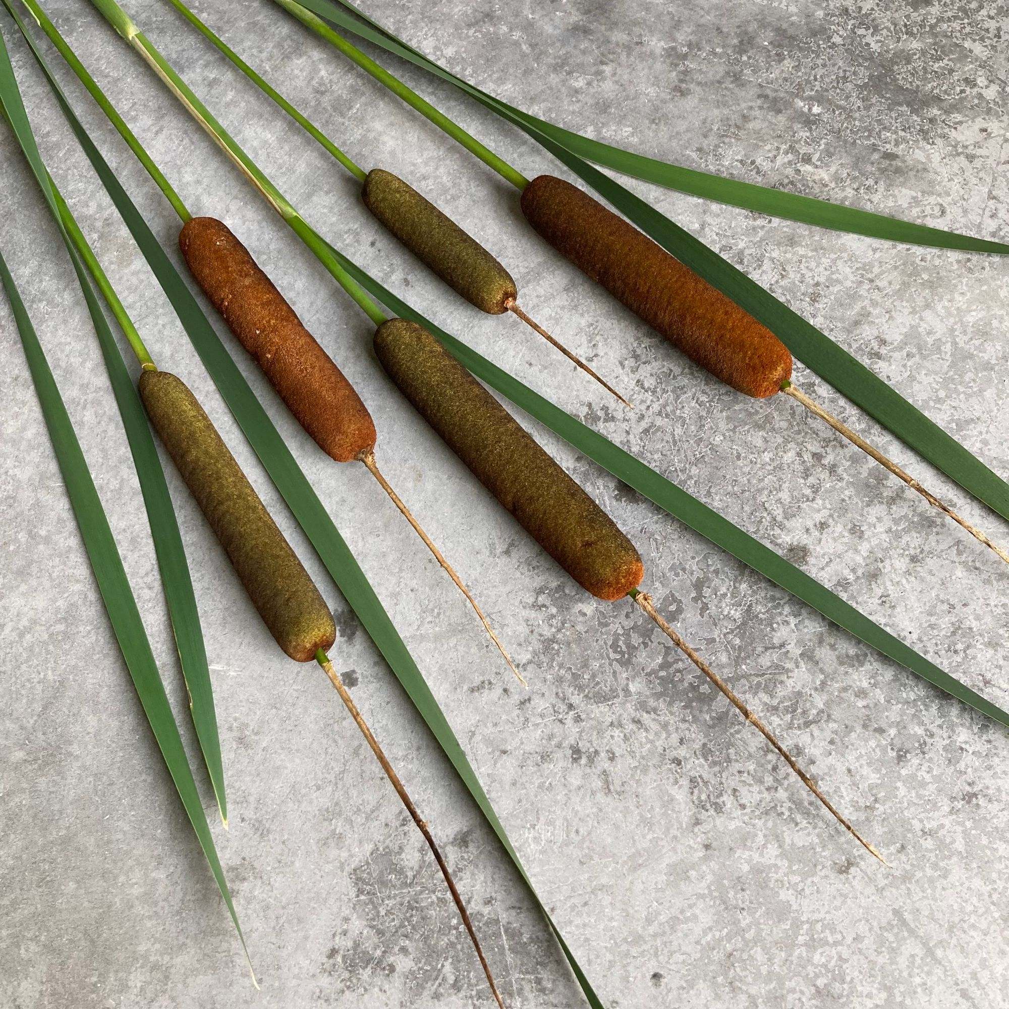 TYPHA angustifolia