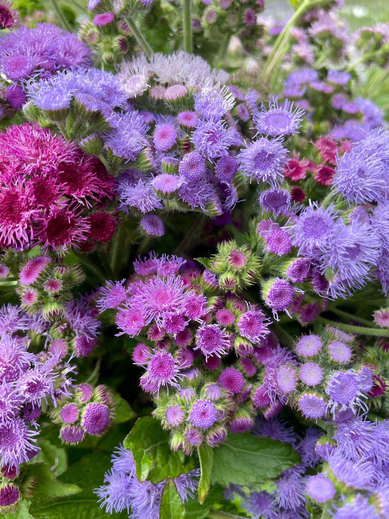 AGERATUM houstonianum Timeless Mix