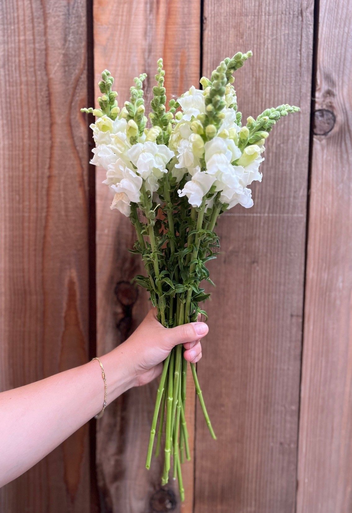 ANTIRRHINUM majus Costa