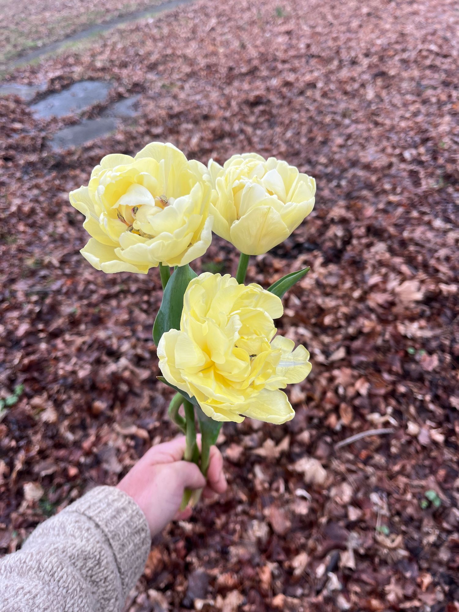 TULIPA Avant Garde