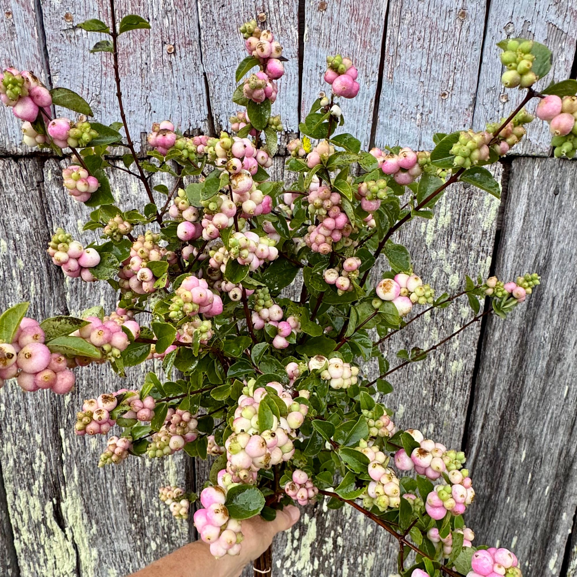 SYMPHORICARPOS sp Proud Berry