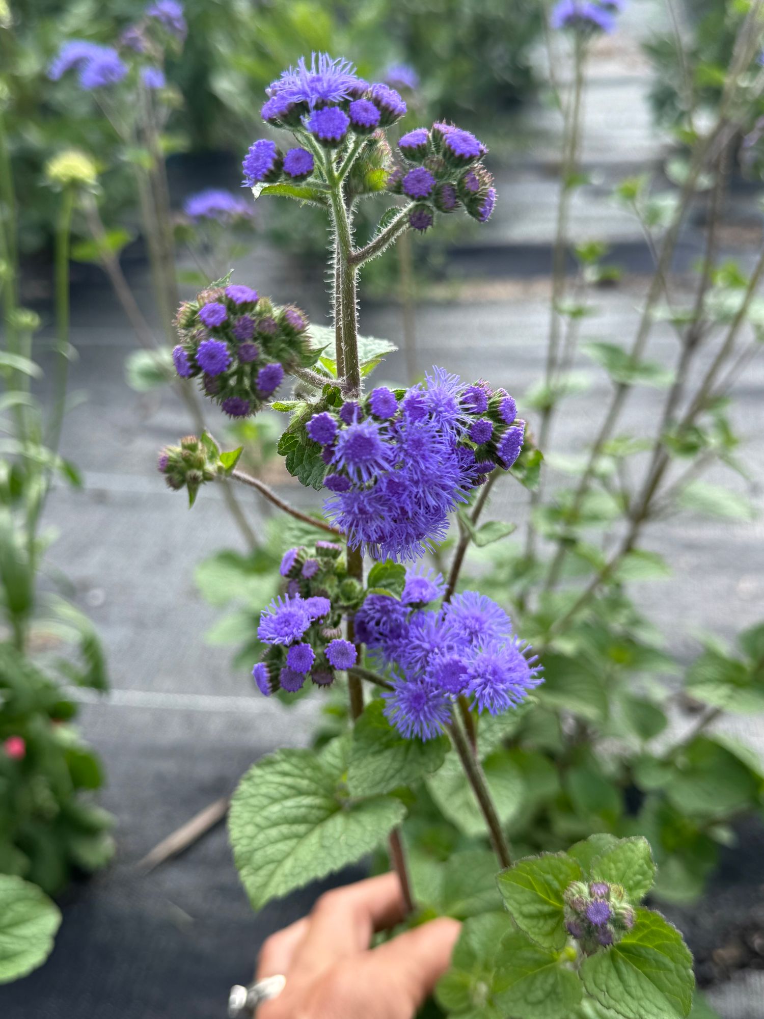 AGERATUM houstonianum Tall Blue Planet