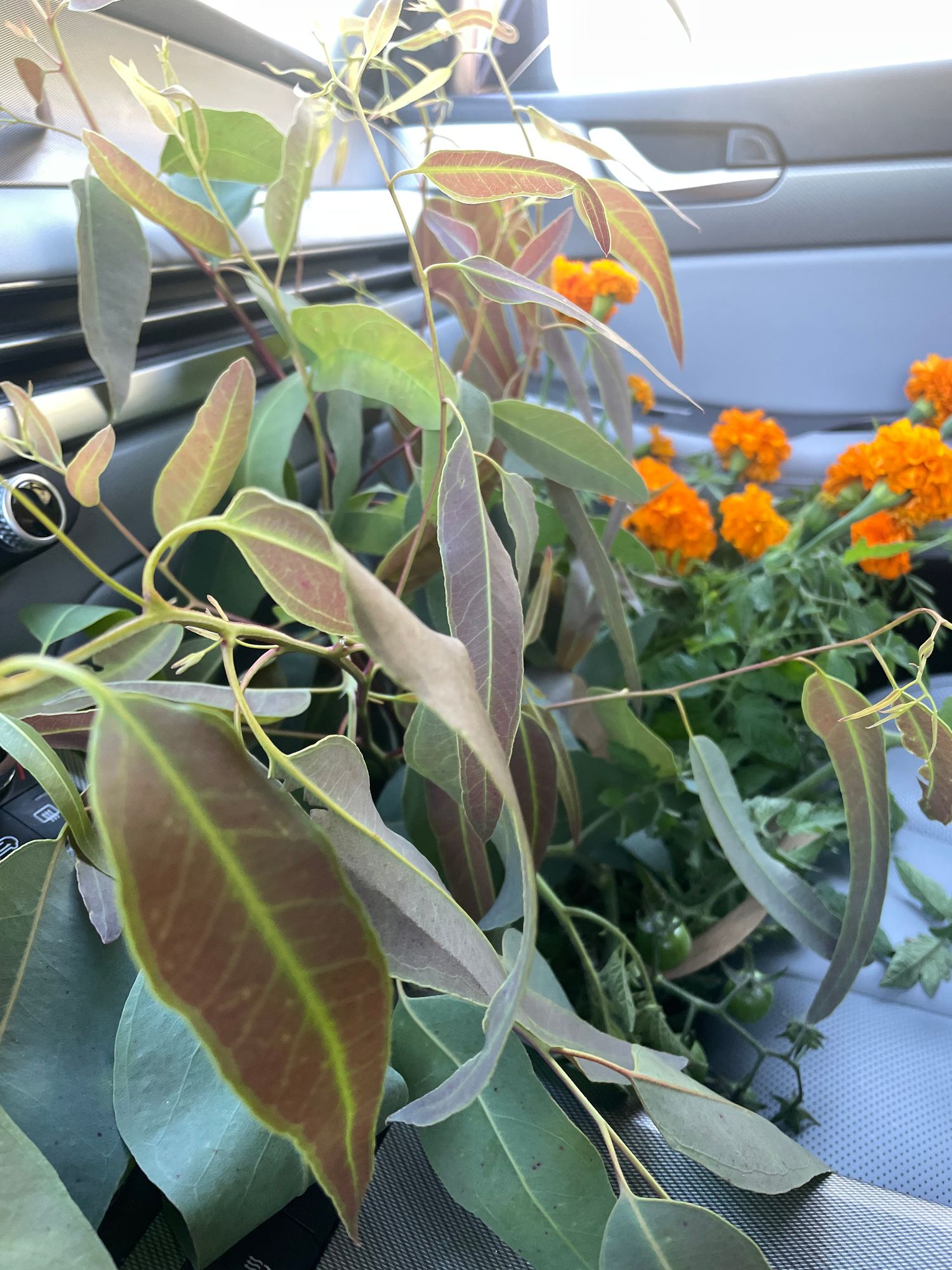 EUCALYPTUS tereticornis