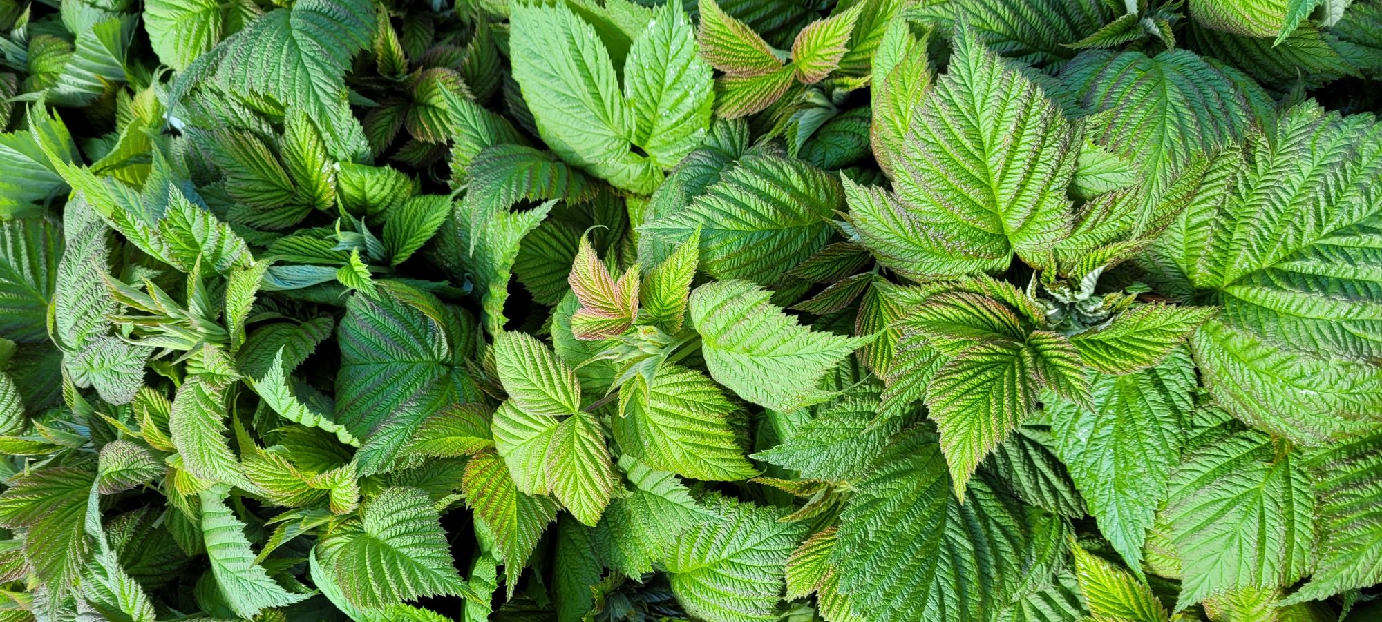 RUBUS idaeus