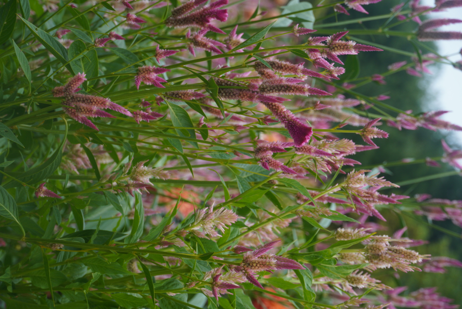 CELOSIA argentea