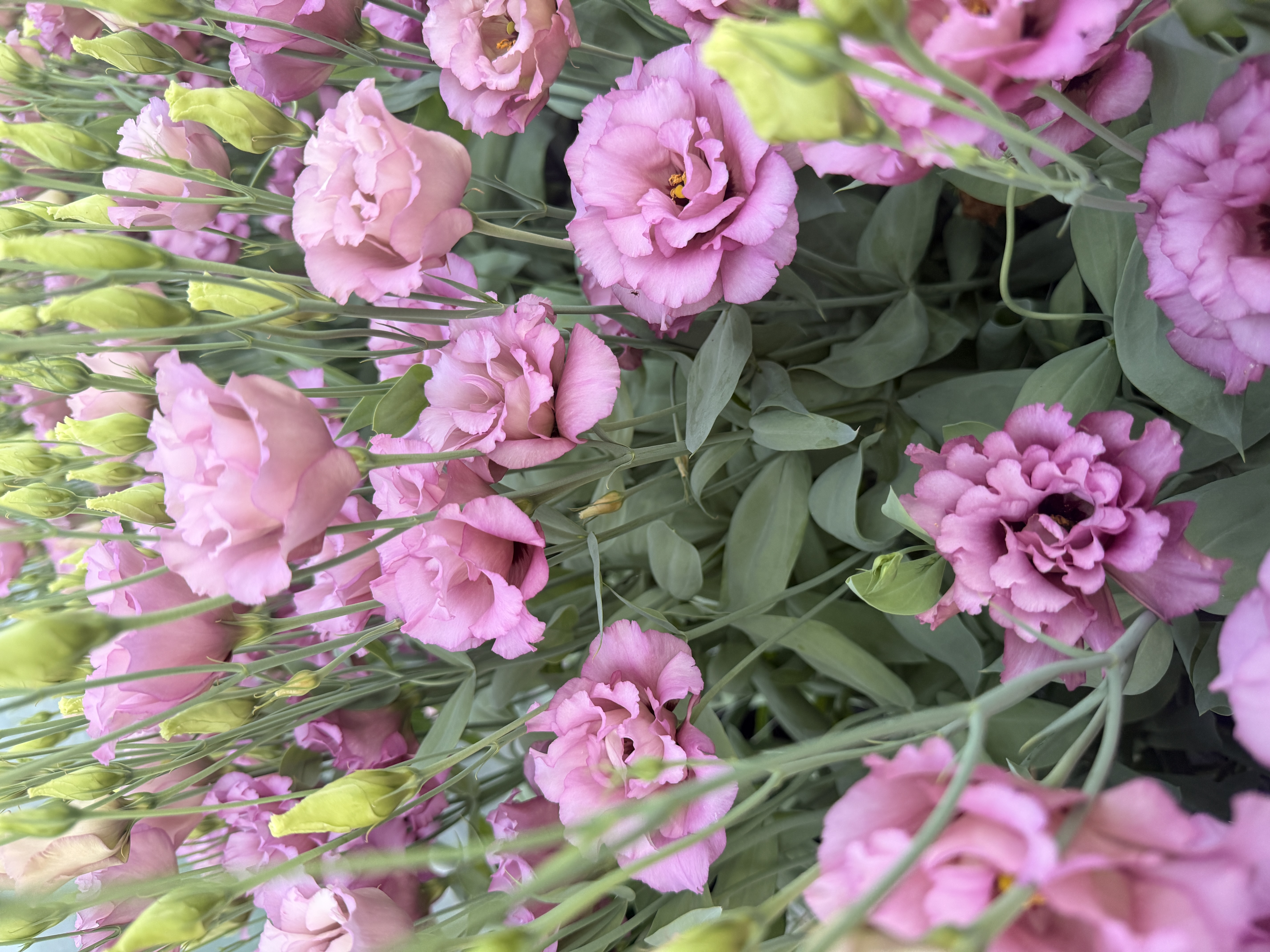 EUSTOMA grandiflorum Celeb Wine