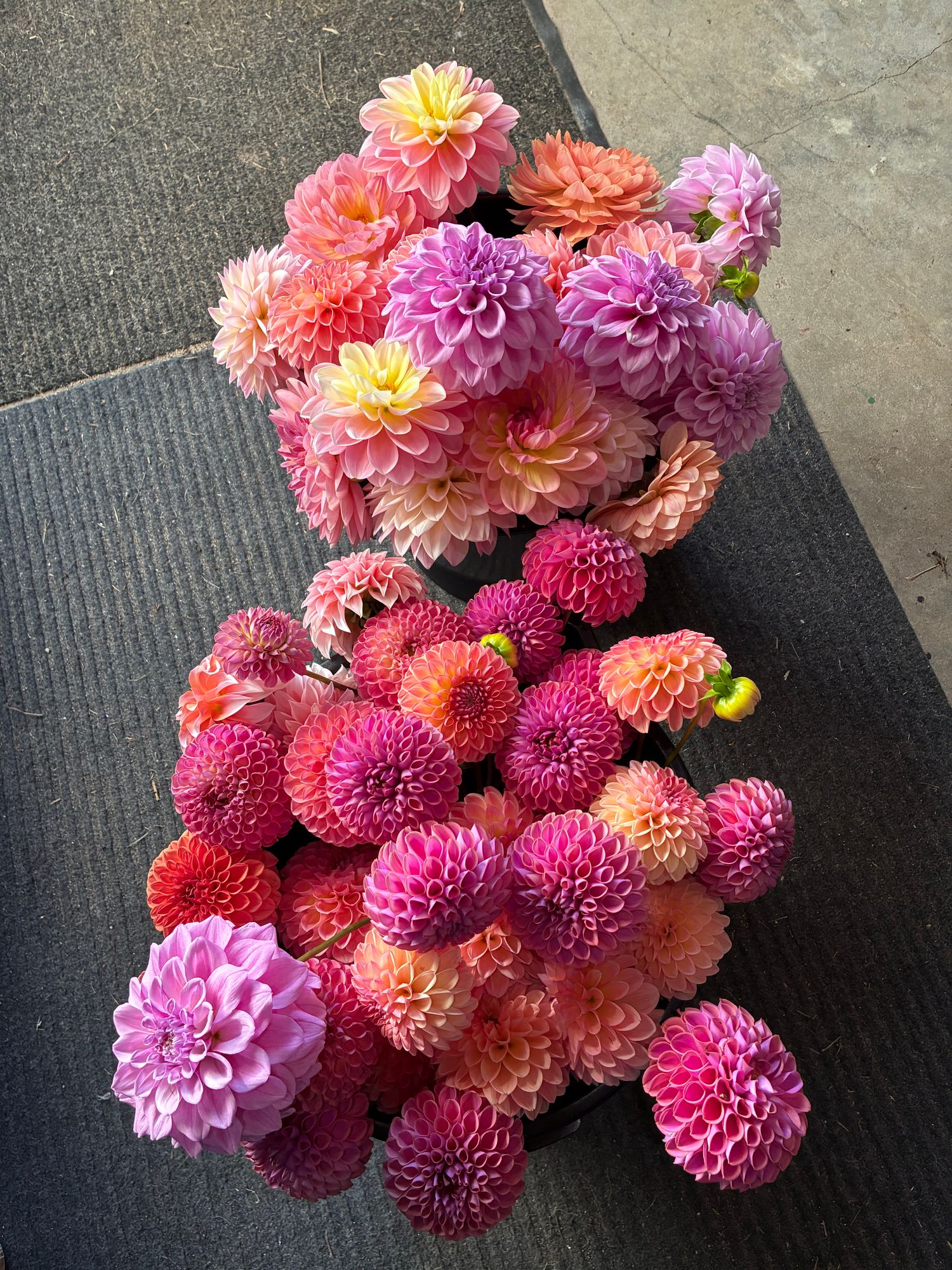 DAHLIA Ball