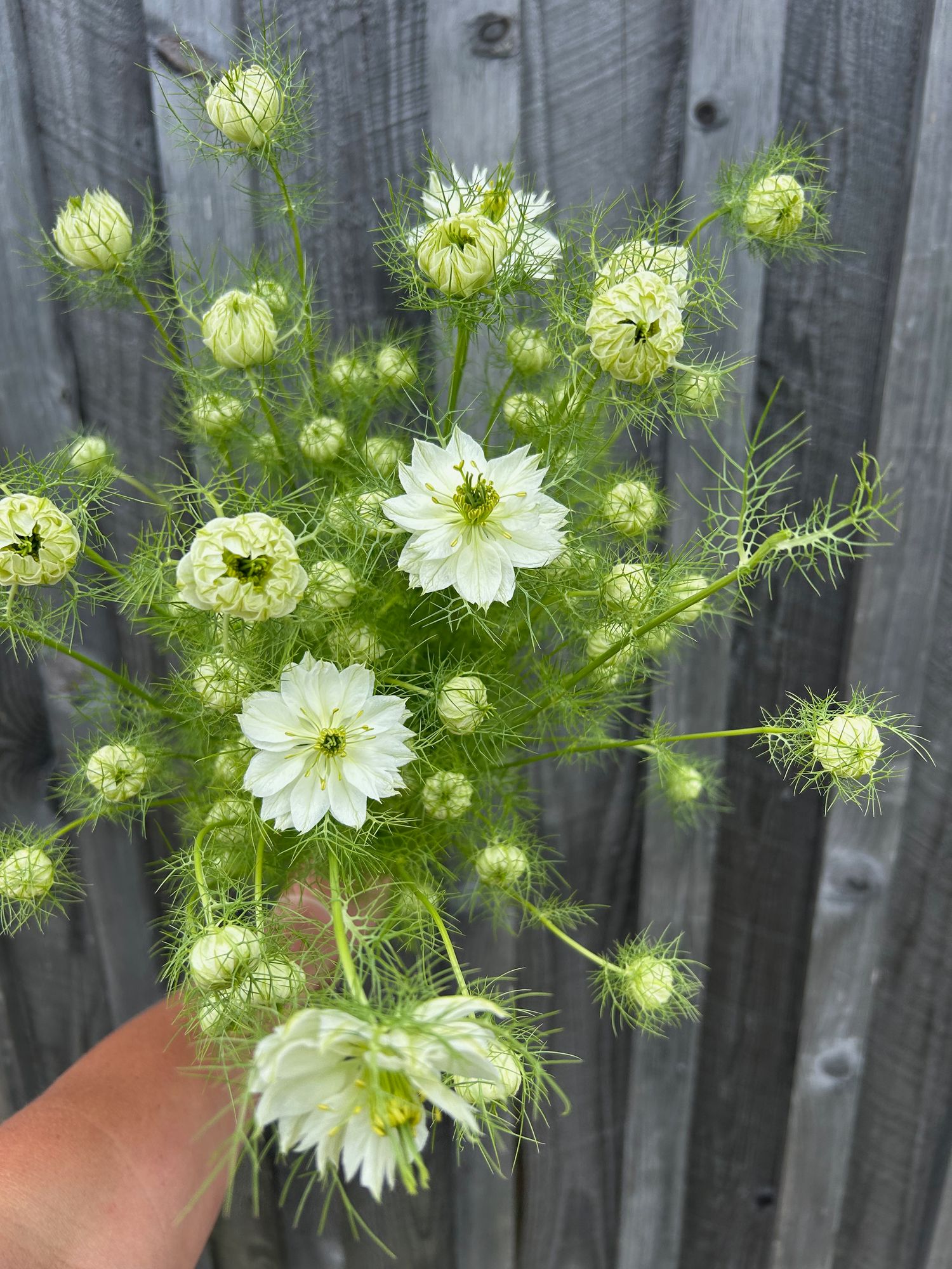NIGELLA damascena Albion